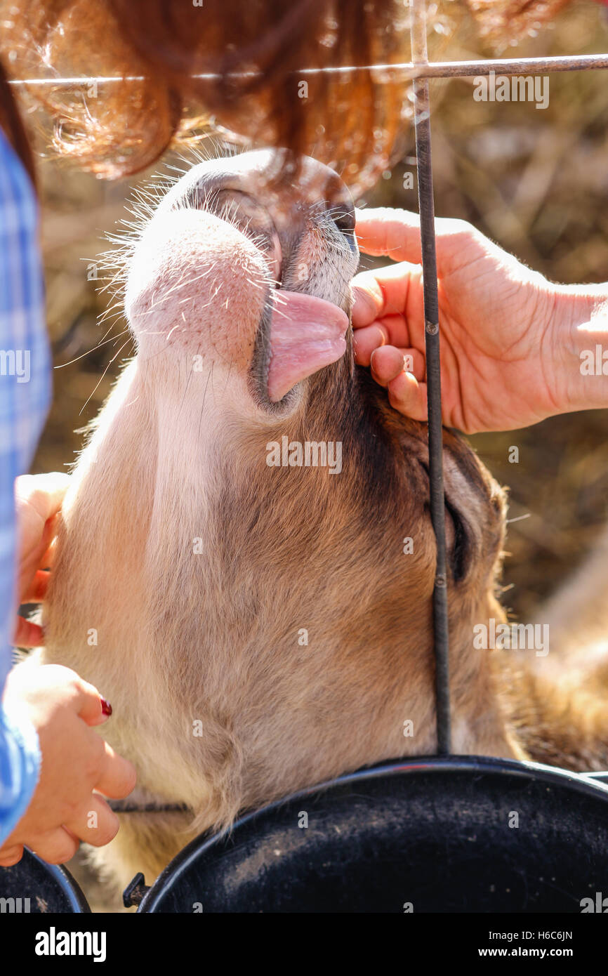 Mucca cercando nella fotocamera Foto Stock