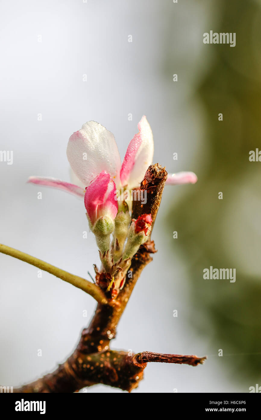 Apple tree blossoms crescente Foto Stock