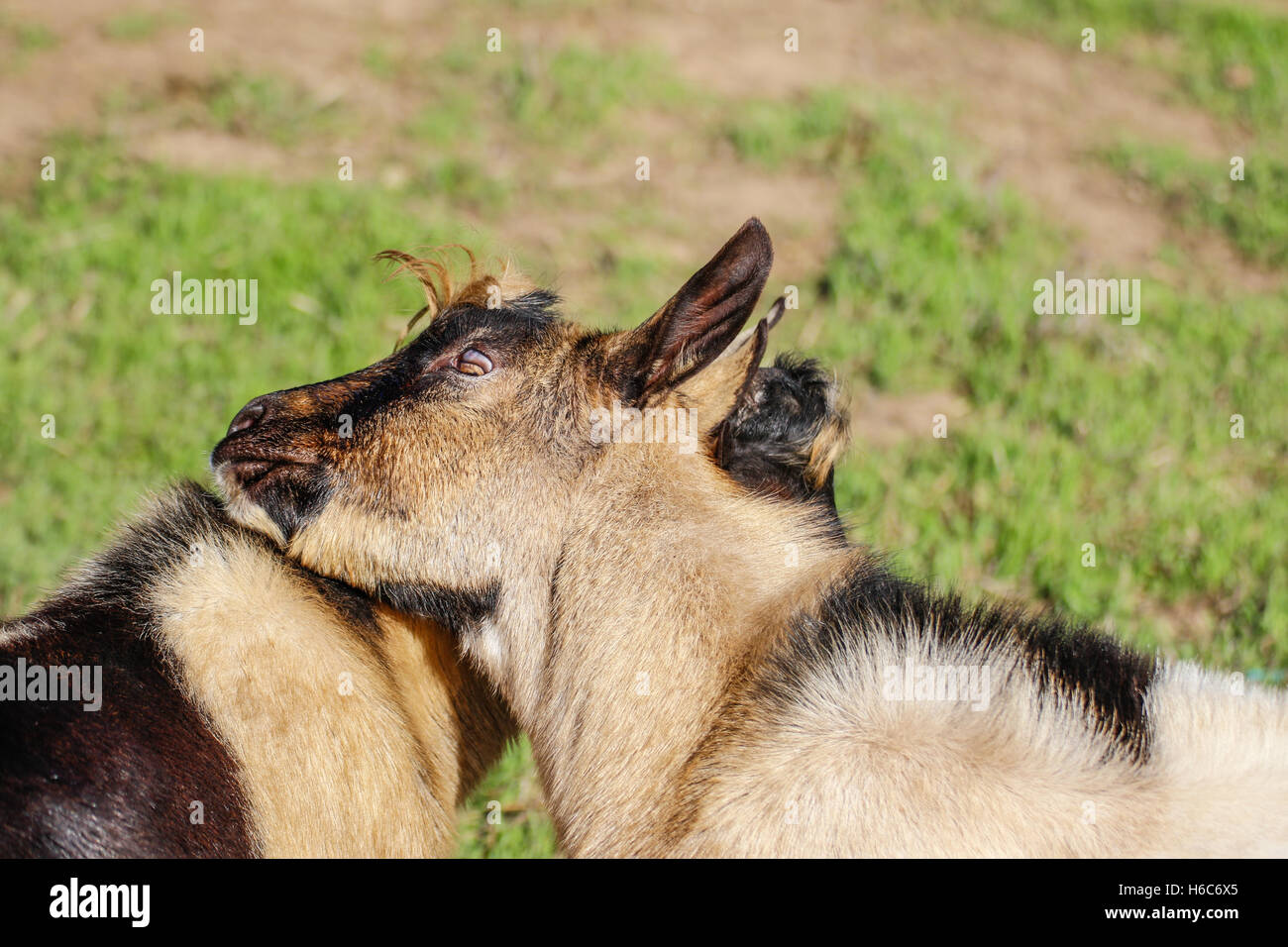 Caprini giocare al di fuori Foto Stock