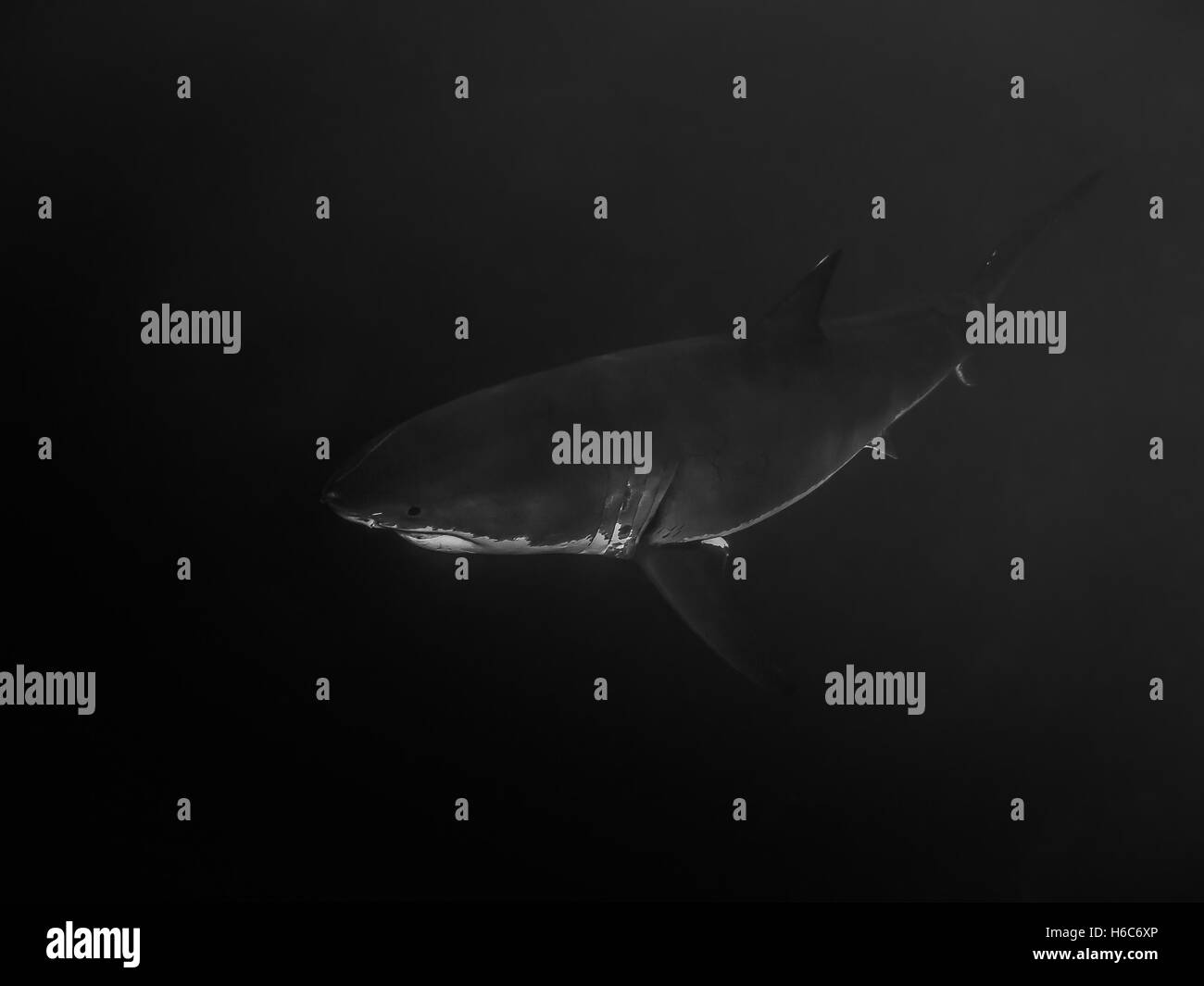 Il grande squalo bianco solo nuotare nelle tenebre Foto Stock