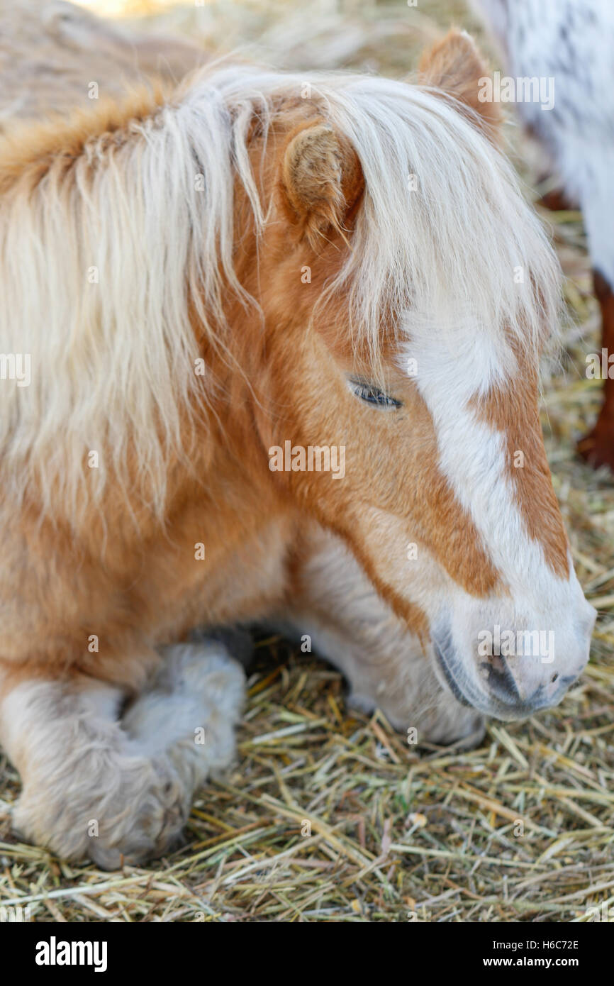Mini cavallo seduto nel fieno Foto Stock