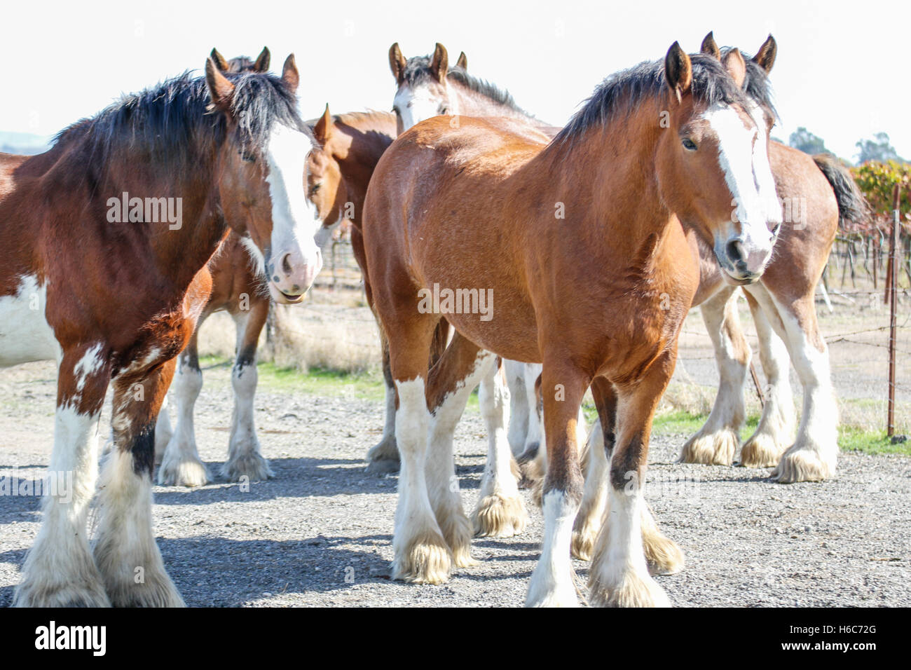 Clydesdales in piedi in un gruppo. Foto Stock