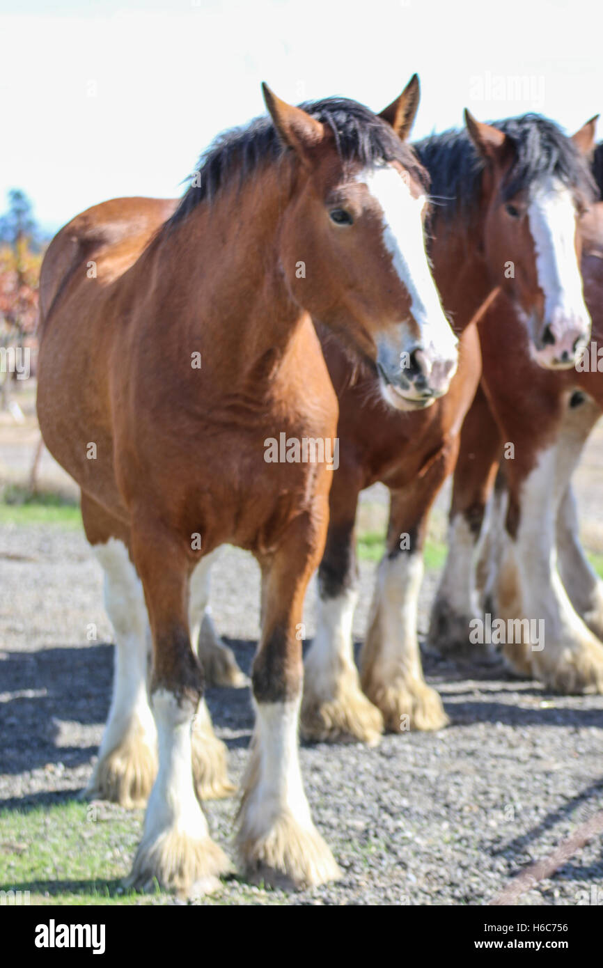 Clydesdales in piedi in un gruppo. Foto Stock