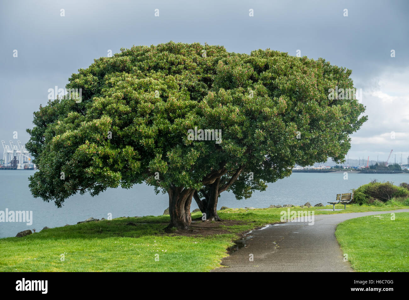 Due tree on shore a Eliot Bay in West Seattle sembrano fondersi in uno solo. Foto Stock