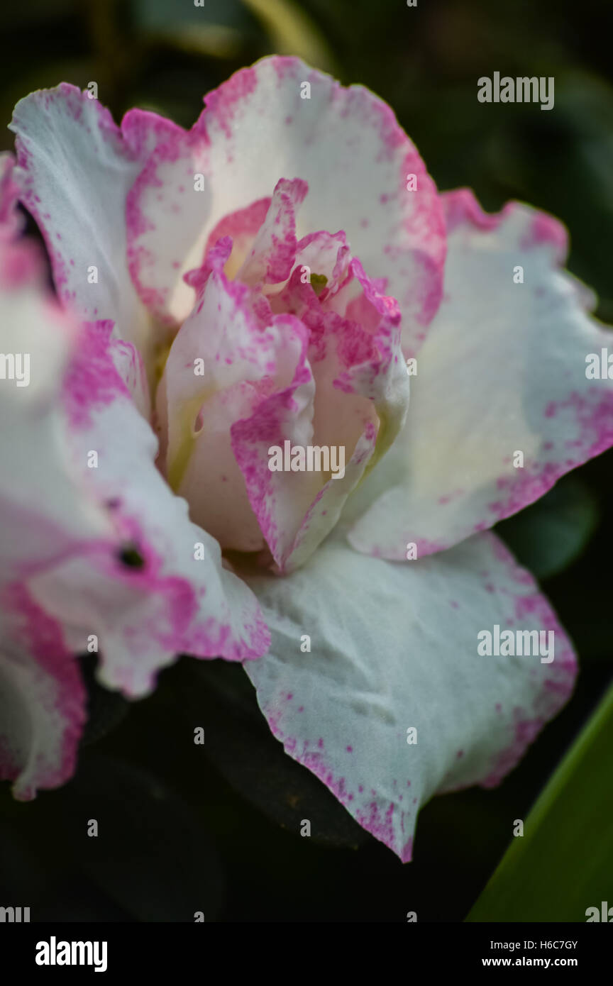 Azalea bianco con bordi di colore rosa Foto Stock