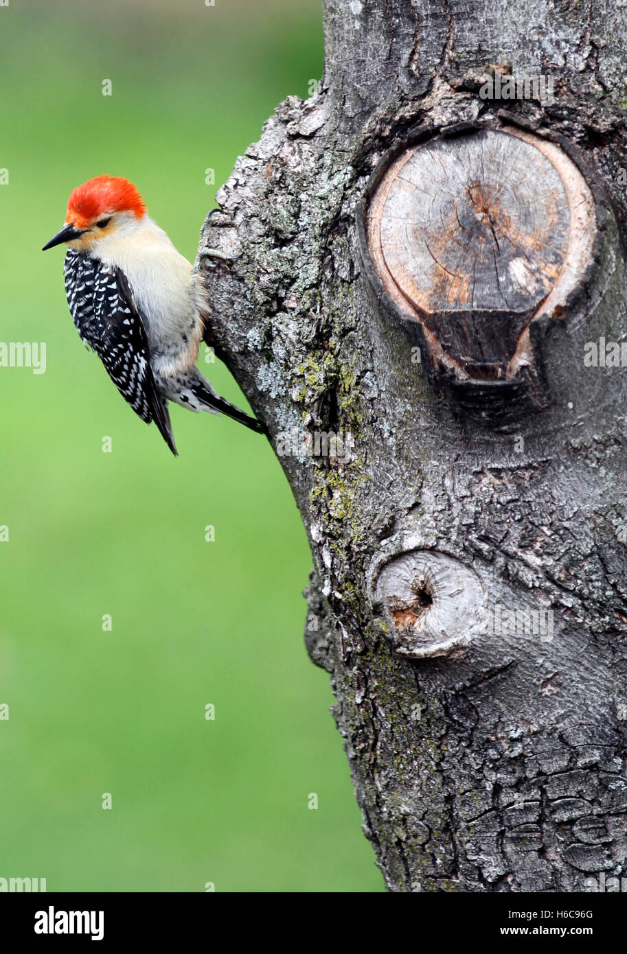 Un maschio rosso-picchio panciuto (Melanerpes carolinus) appollaiate sul tronco di un albero di acero Foto Stock