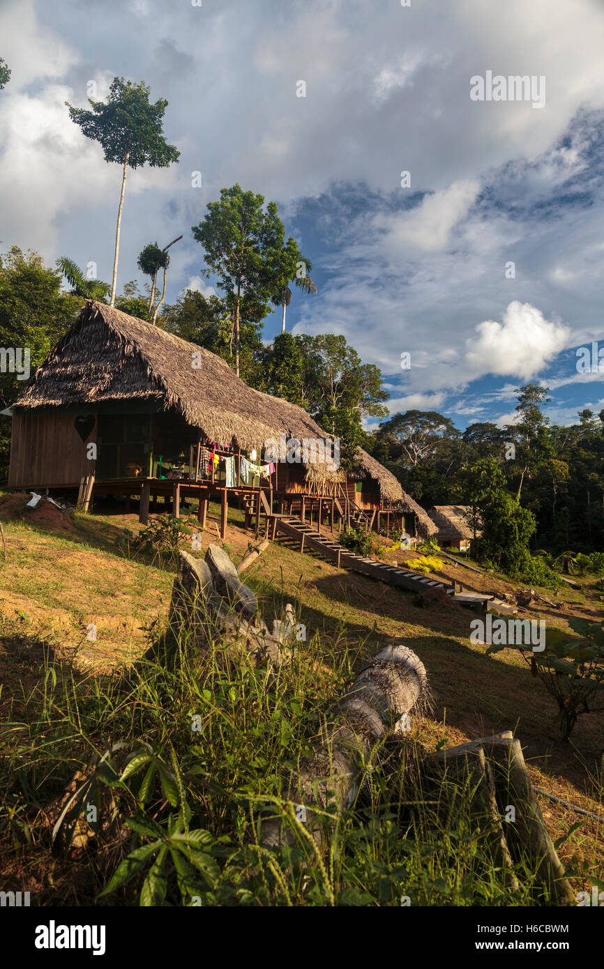 Palm tambos di paglia su palafitte circondano un impianto di ayahuasca medicina centro di guarigione in amazzonia peruviana foresta pluviale vicino nauta Foto Stock
