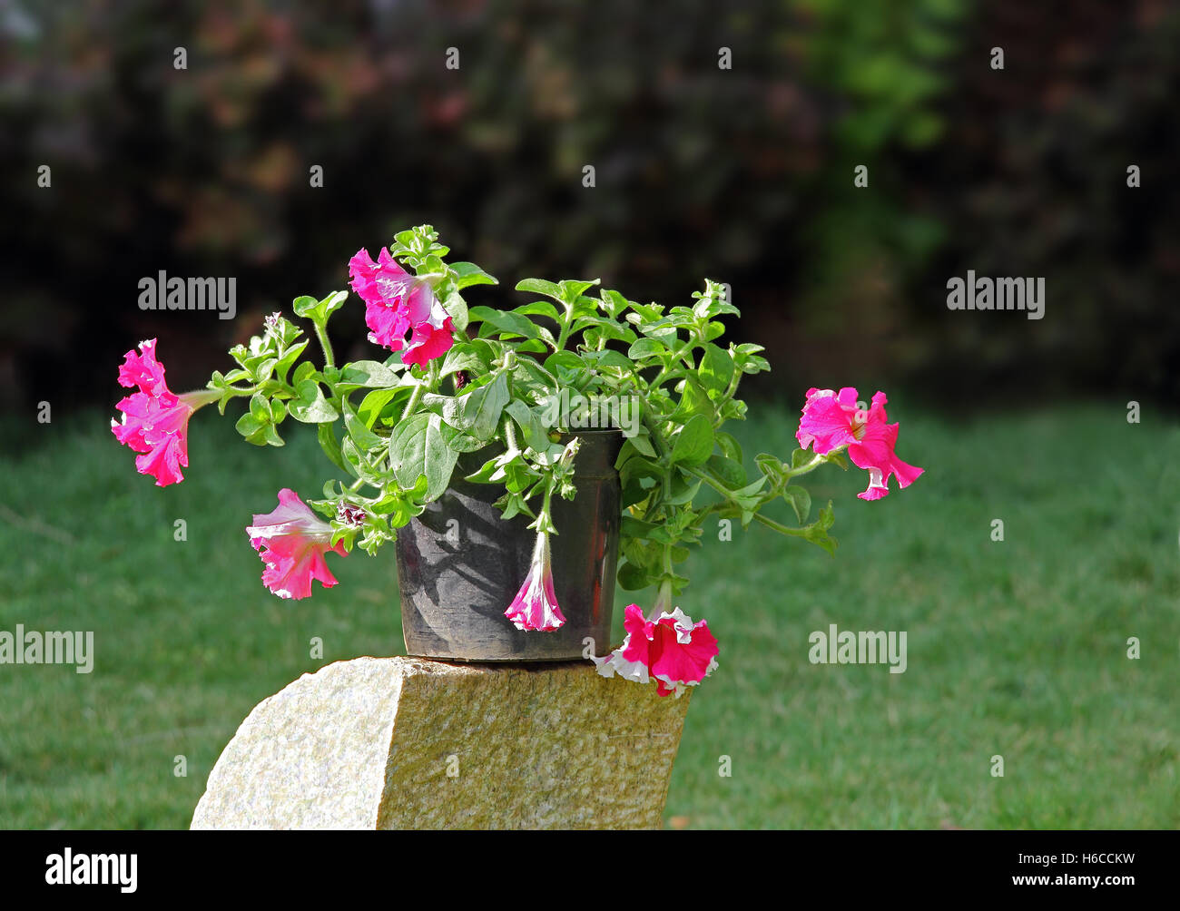 Piante di petunia con fiori di colore rosa in una pentola posta sopra la pietra di granito piedistallo Foto Stock