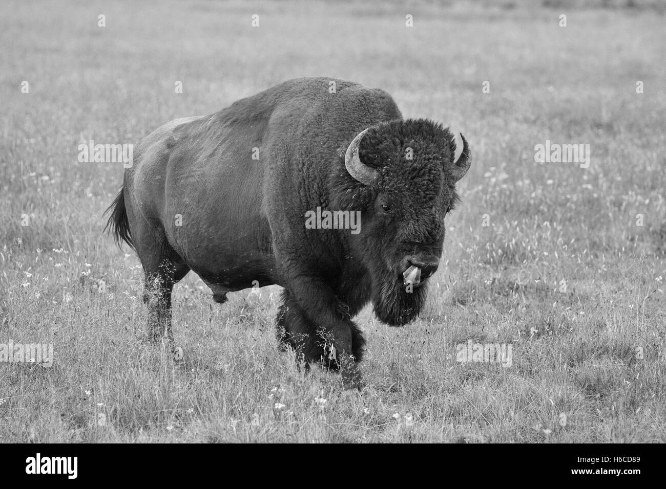 Il tipico bisonti americani nel Parco Nazionale di Yellowstone ,USA Foto Stock