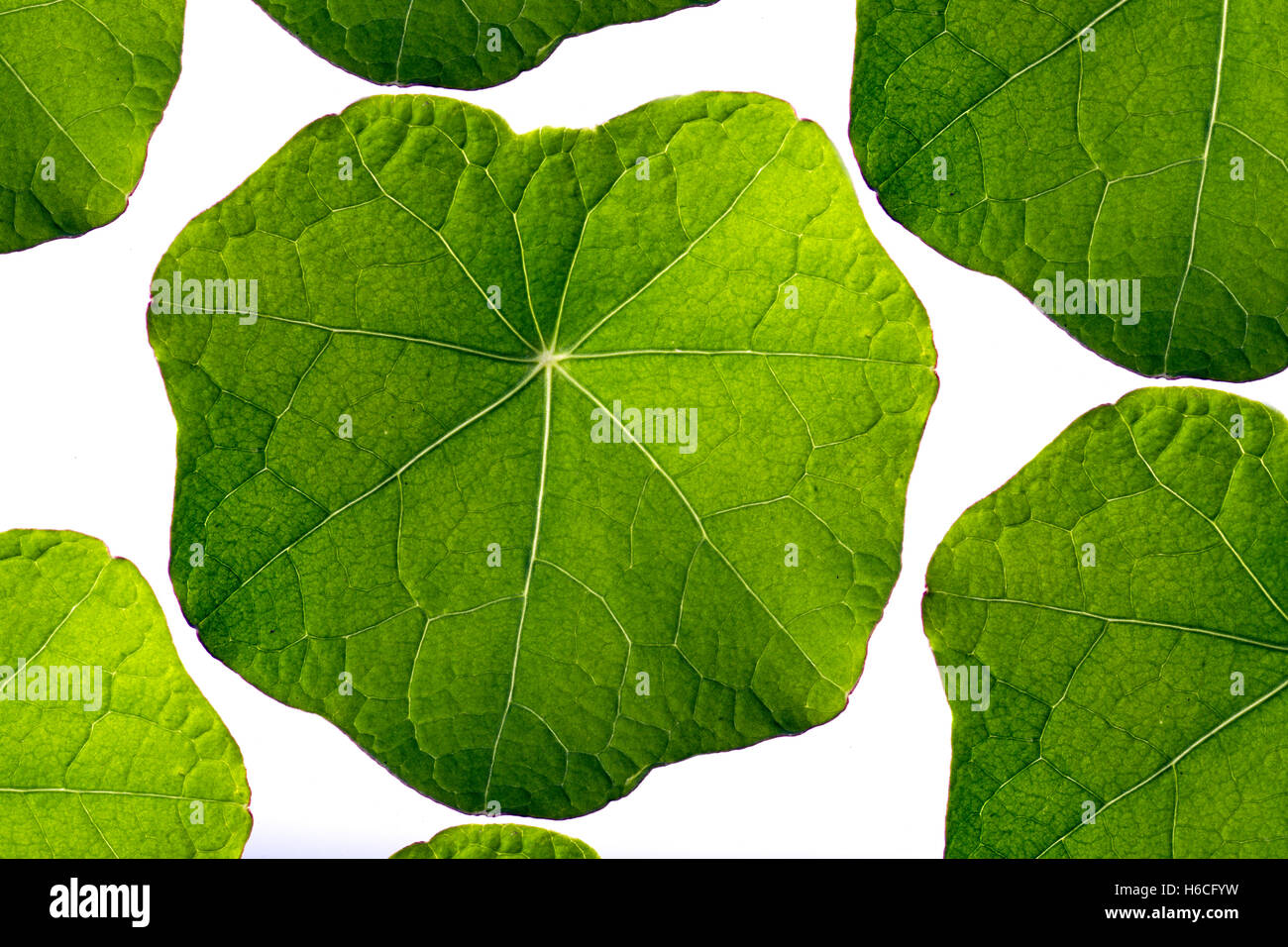 Nasturtium (Tropaeolum)foglie su sfondo bianco Foto Stock