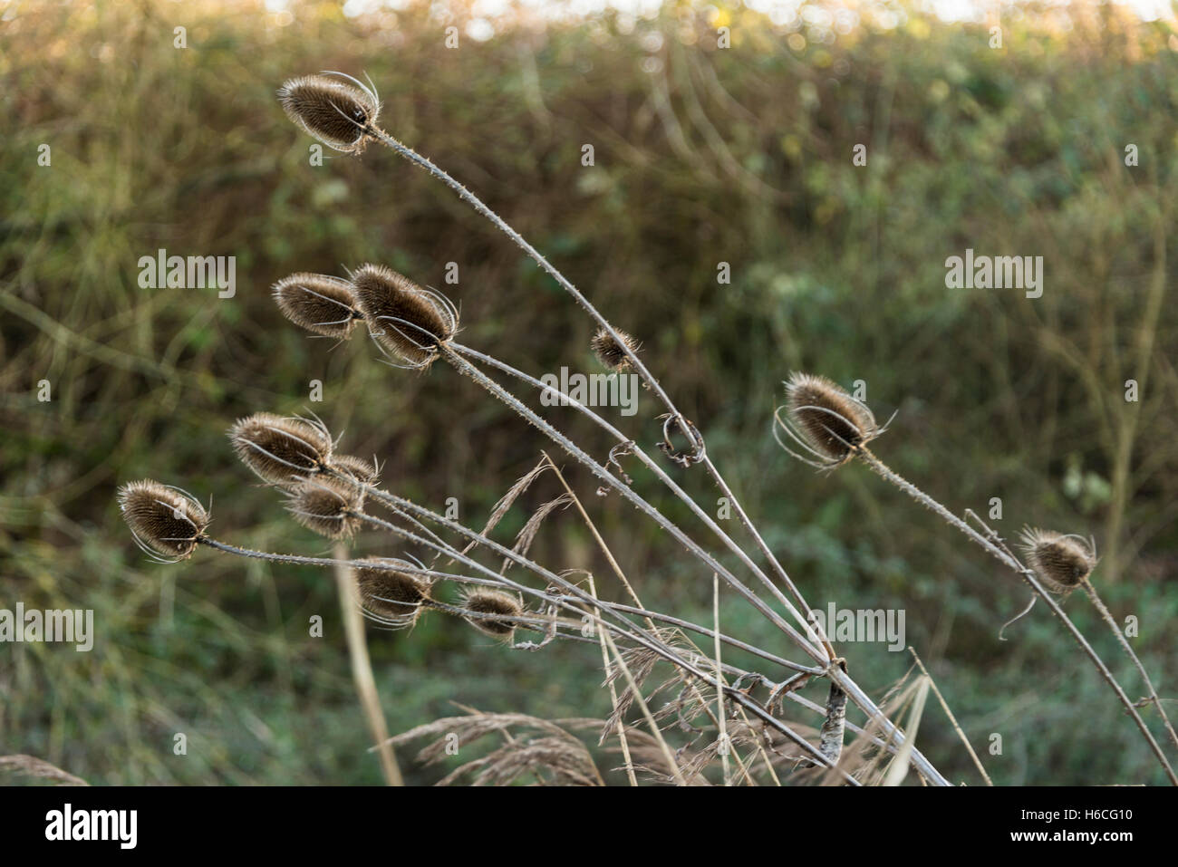 Le teste di seme di un comune teasels (Dipsacus fullonum) in inverno Foto Stock