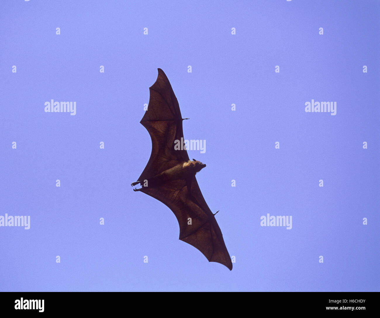 Indian Flying Fox,(Pteropus giganteus) in volo dopo aver lasciato il giorno roost nella struttura ad albero, Rajasthan, India Foto Stock
