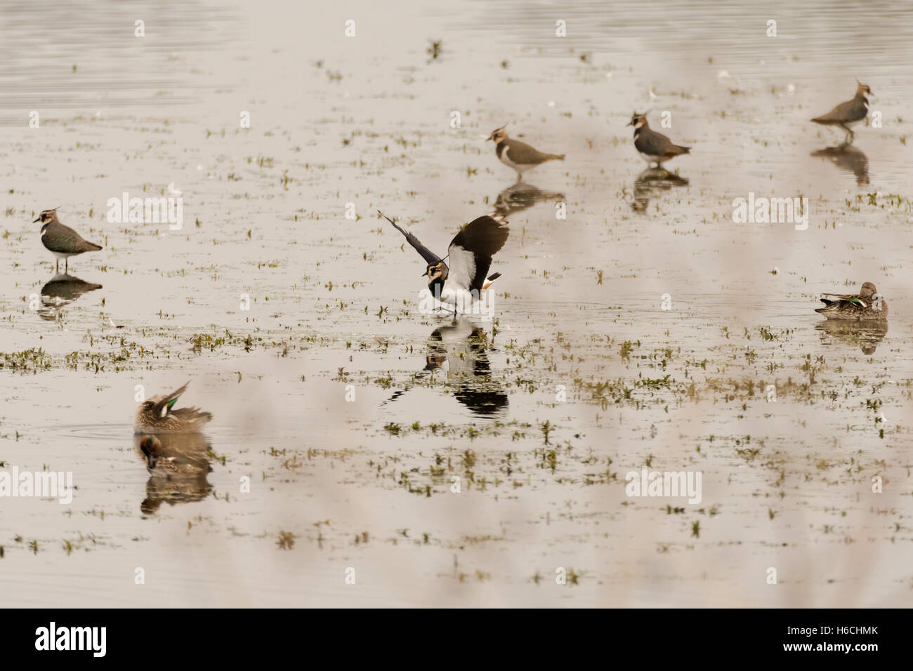 Pavoncella (Vanellus vanellus) in atterraggio tra gregge sull'acqua. Bird alias peewit nella famiglia Charadriidae, con ali stese Foto Stock