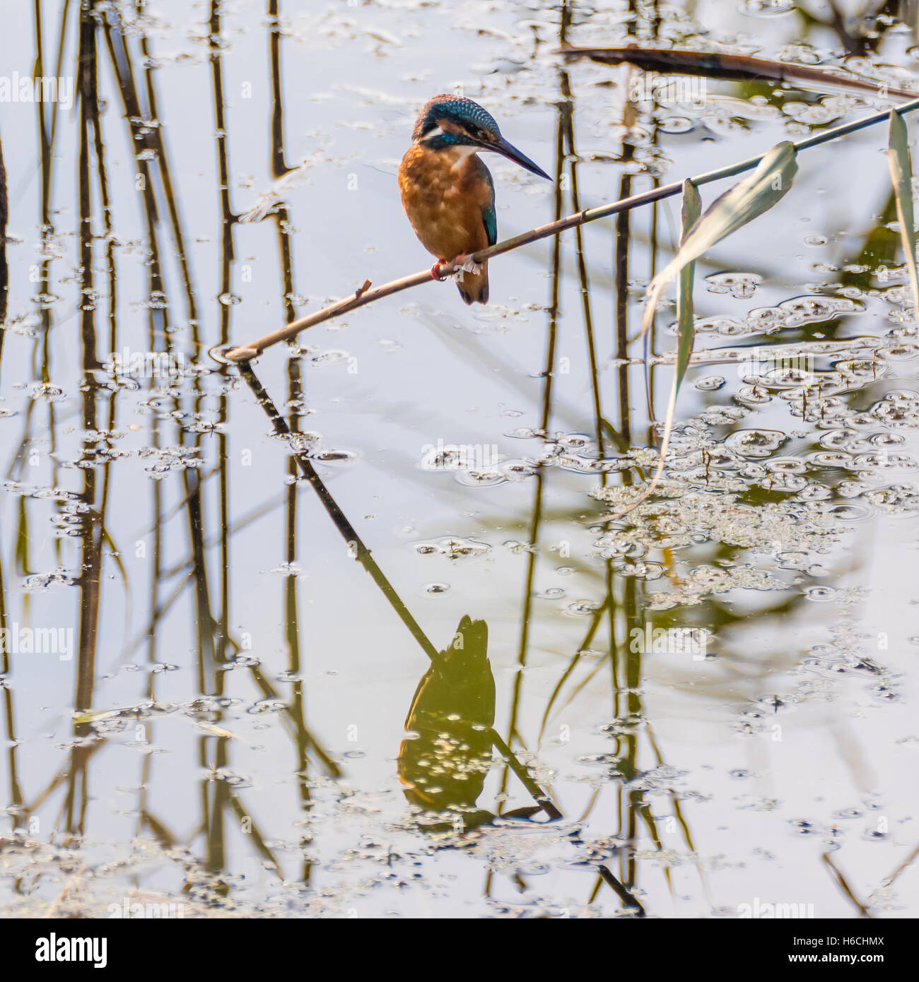 Kingfisher (Alcedo atthis) seduto sul pettine, con riflessione. Kingfisher comune nella famiglia Alcedinidae caccia su acqua Foto Stock