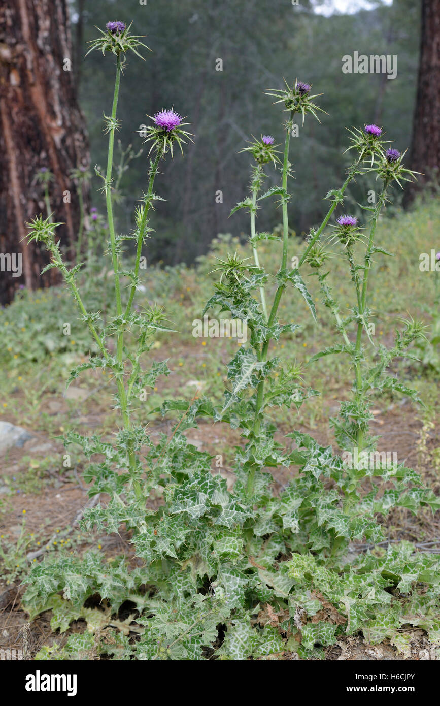 Cardo mariano - Silybum marianum pianta intera nella foresta di Cipro Foto Stock