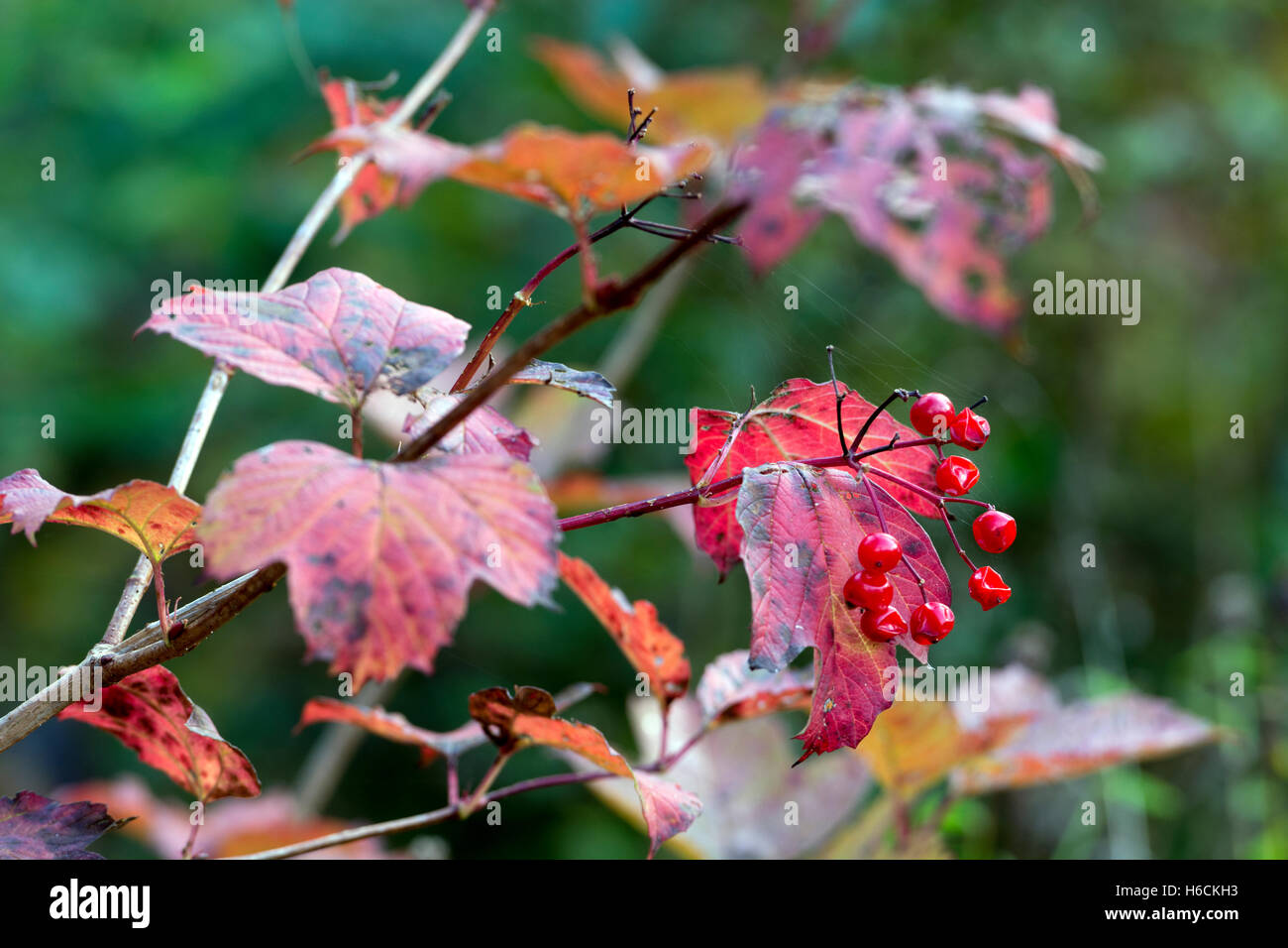 Viburno-rose (Viburnum opulus) in autunno, campi Ufton Riserva Naturale, Warwickshire, Inghilterra, Regno Unito Foto Stock