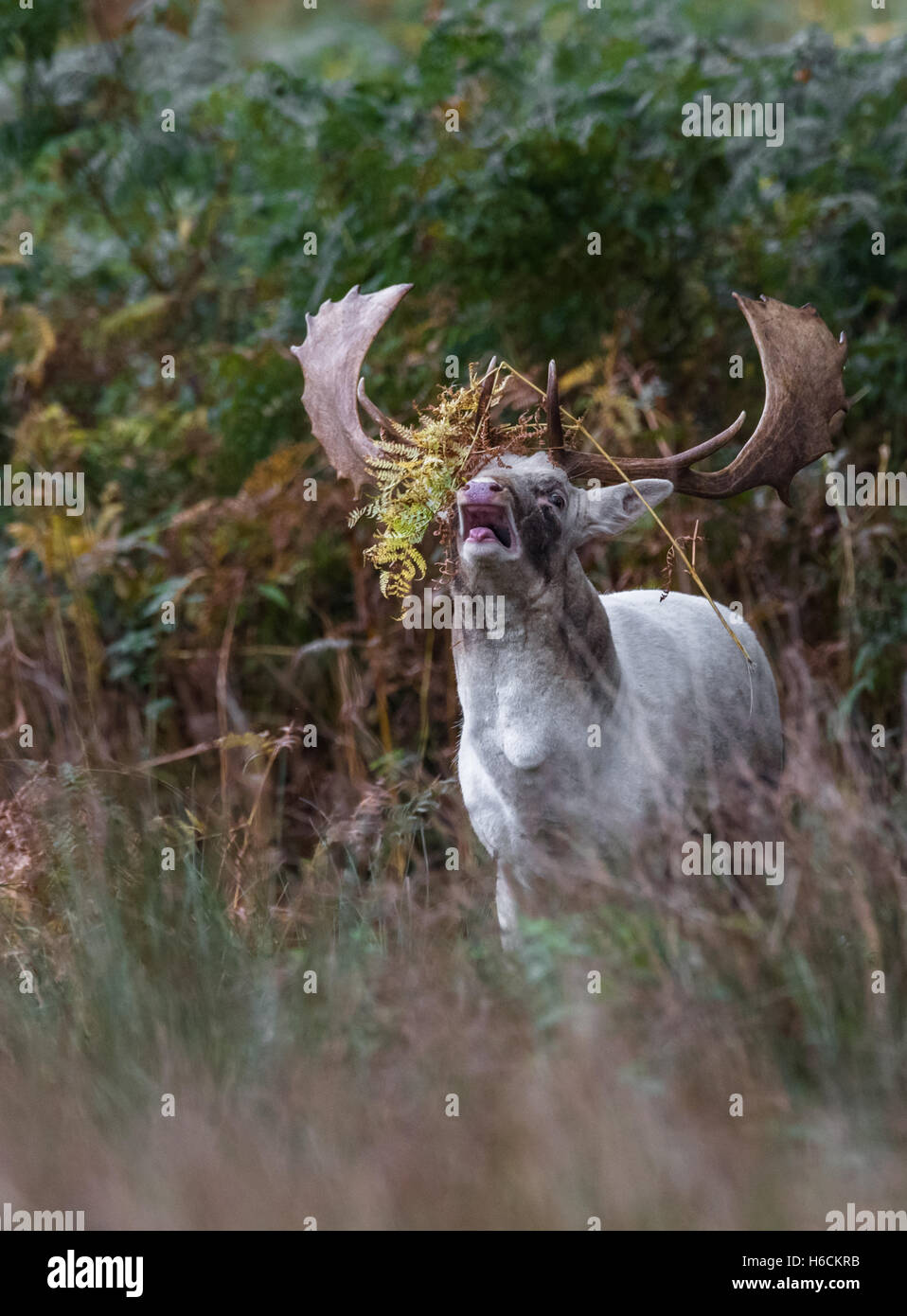 Coppia daini Buck, con la sua grande vasta palchi durante la stagione di solchi. Foto Stock