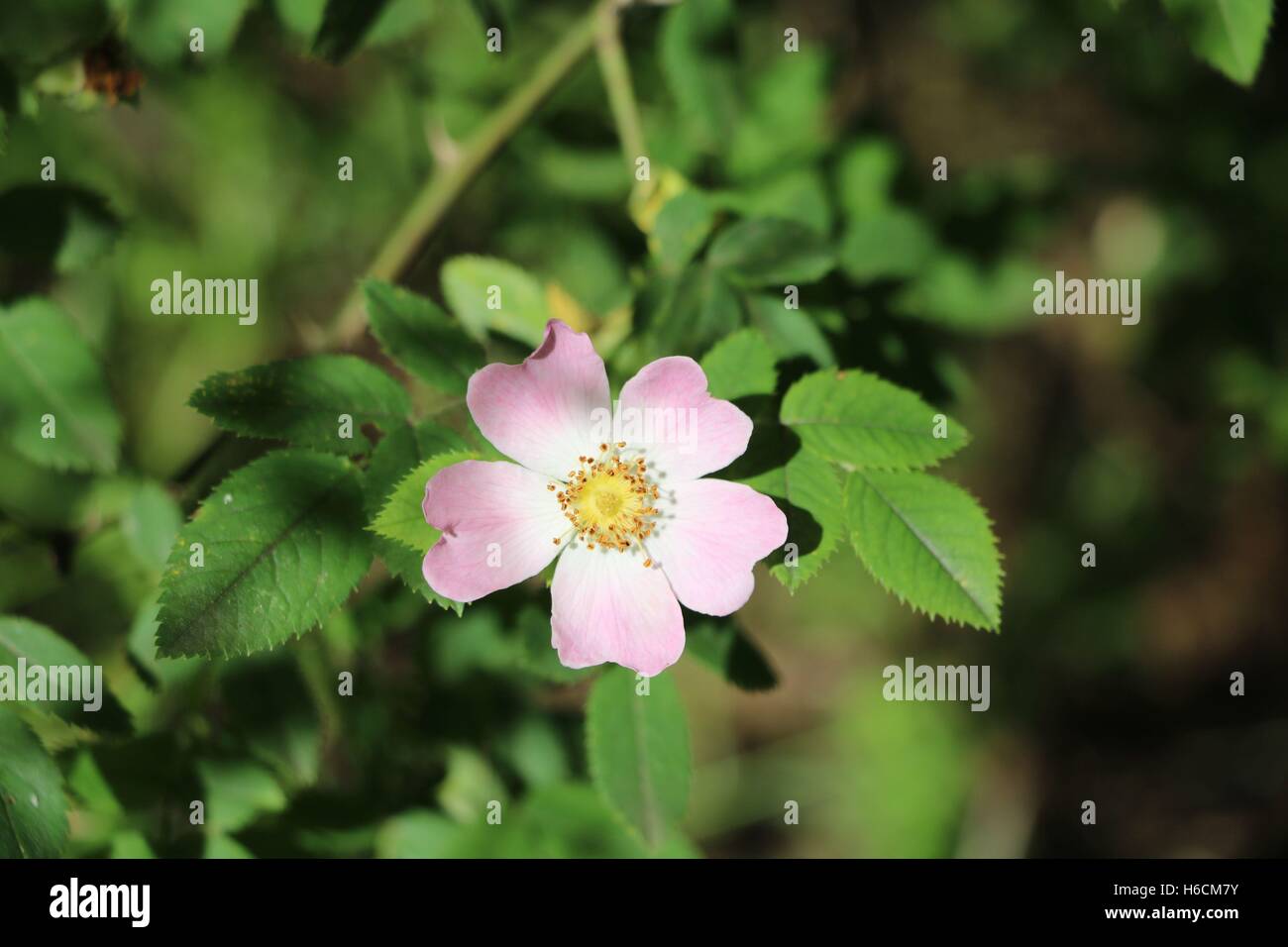 Fiori Selvatici disponibili in alta risoluzione e di diverse dimensioni per adattarsi alle esigenze del vostro progetto Foto Stock