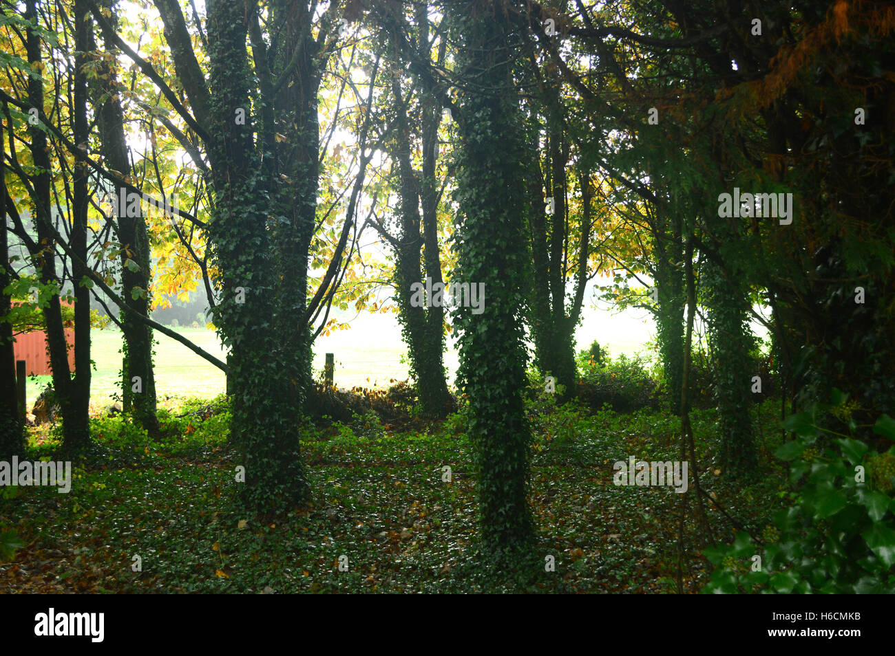 Dark misterioso bosco fiabesco sul bordo del parco Filham, Ivybridge, South Devon, Inghilterra, Regno Unito Foto Stock