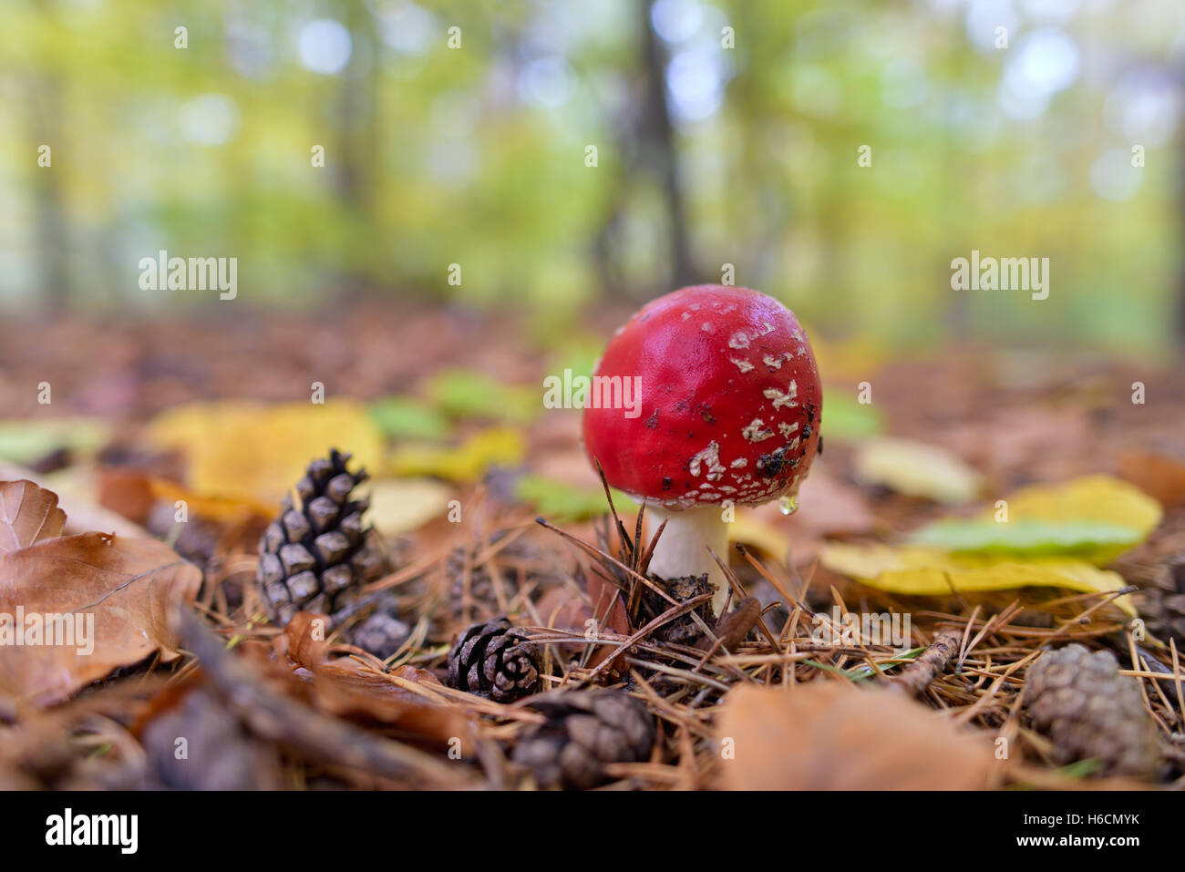 Red Amanita fungo velenoso organismo, close up shot con foresta bokeh in background Foto Stock