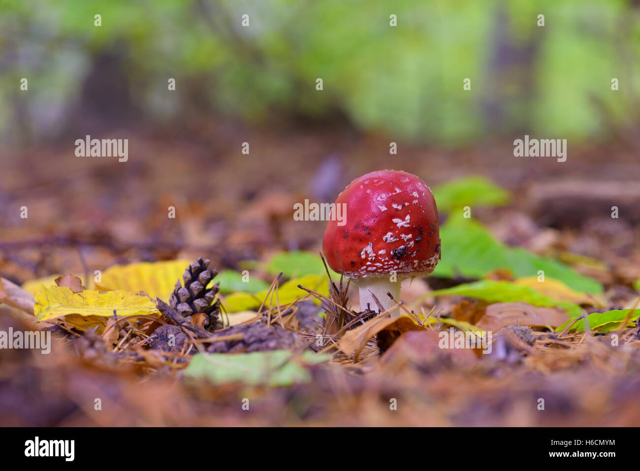 Red Amanita fungo velenoso organismo, close up shot con foresta bokeh in background Foto Stock