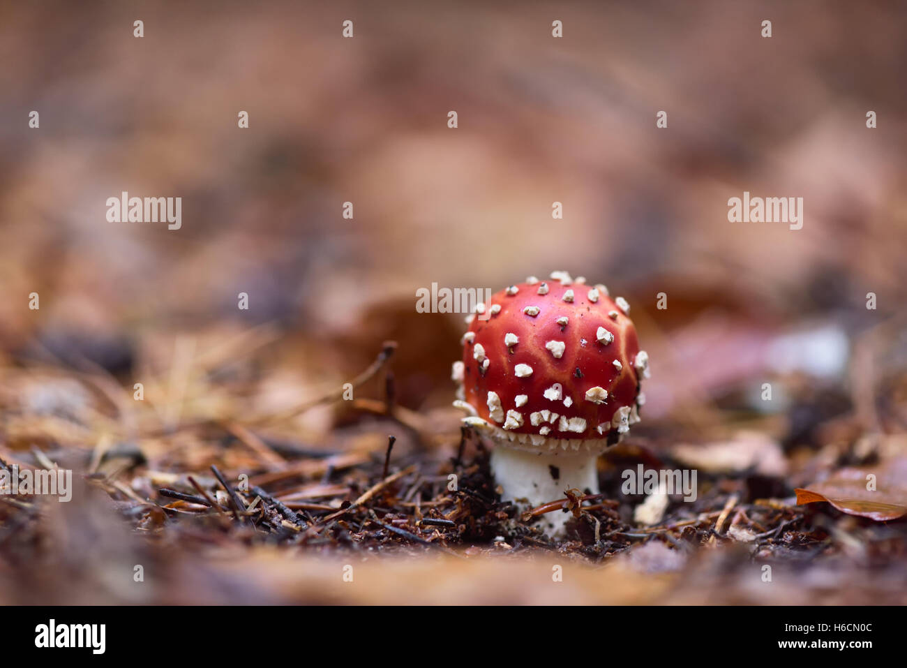 Red Amanita fungo velenoso organismo, close up shot con foresta bokeh in background Foto Stock