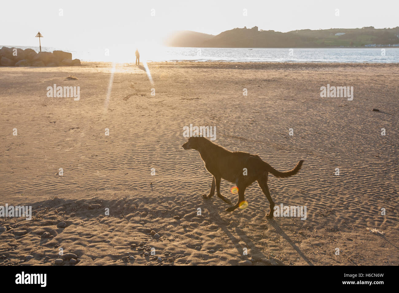 Il mio modello rilasciato nero,maschio,ben,vecchio,13,lurcher cane al tramonto sulla spiaggia di Ferryside su Towy Estuary,Carmarthenshire,West Wales,U.K. Foto Stock