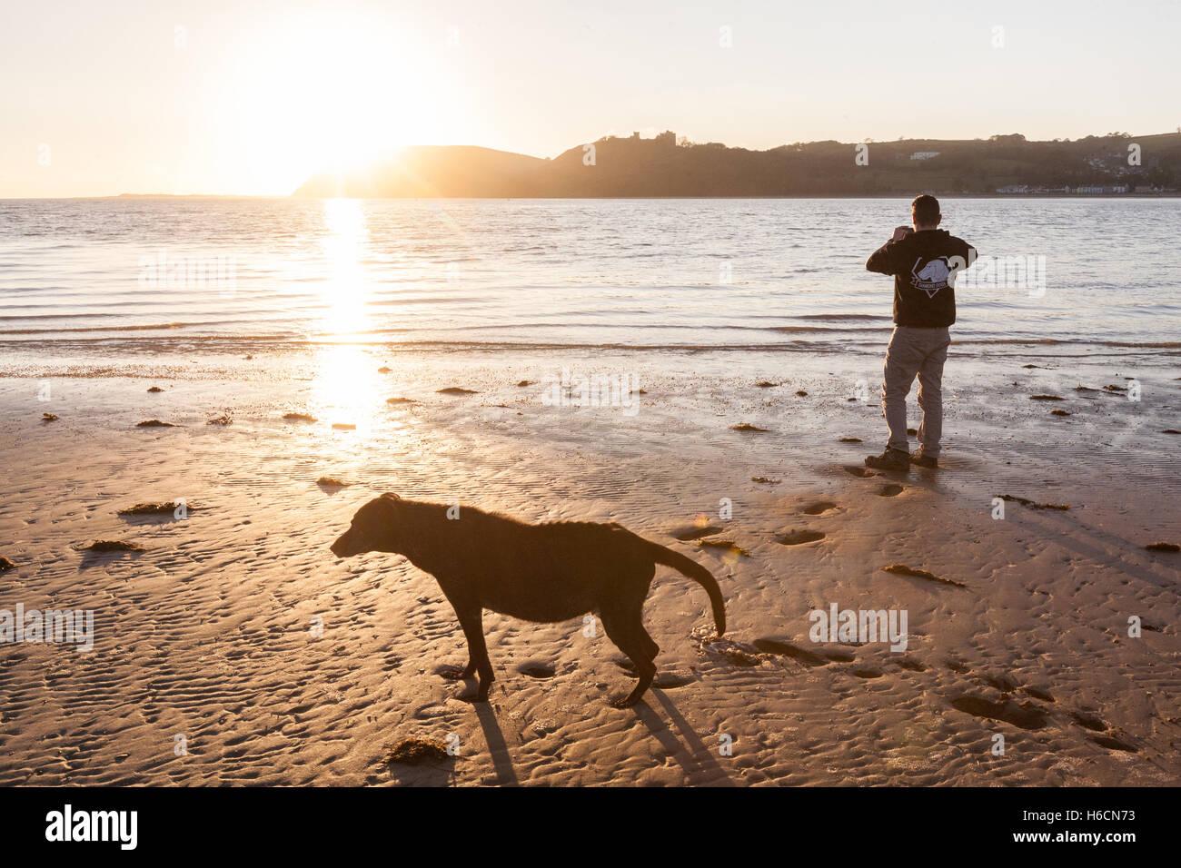 Il mio modello rilasciato nero,maschio,ben,vecchio,13,lurcher cane al tramonto sulla spiaggia di Ferryside su Towy Estuary,Carmarthenshire,West Wales,U.K. Foto Stock