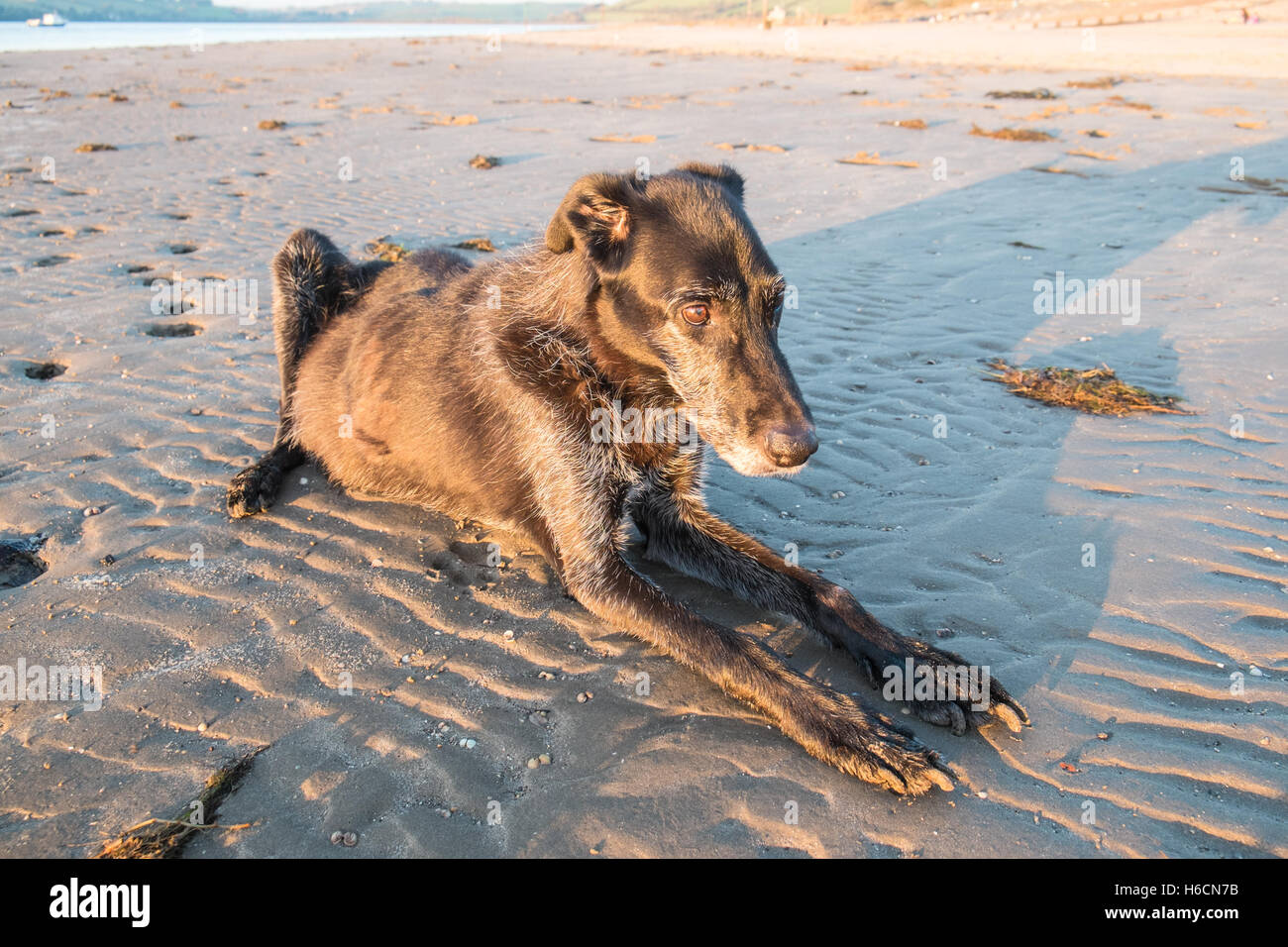 Il mio modello rilasciato nero,maschio,ben,vecchio,13,lurcher cane al tramonto sulla spiaggia di Ferryside su Towy Estuary,Carmarthenshire,West Wales,U.K. Foto Stock