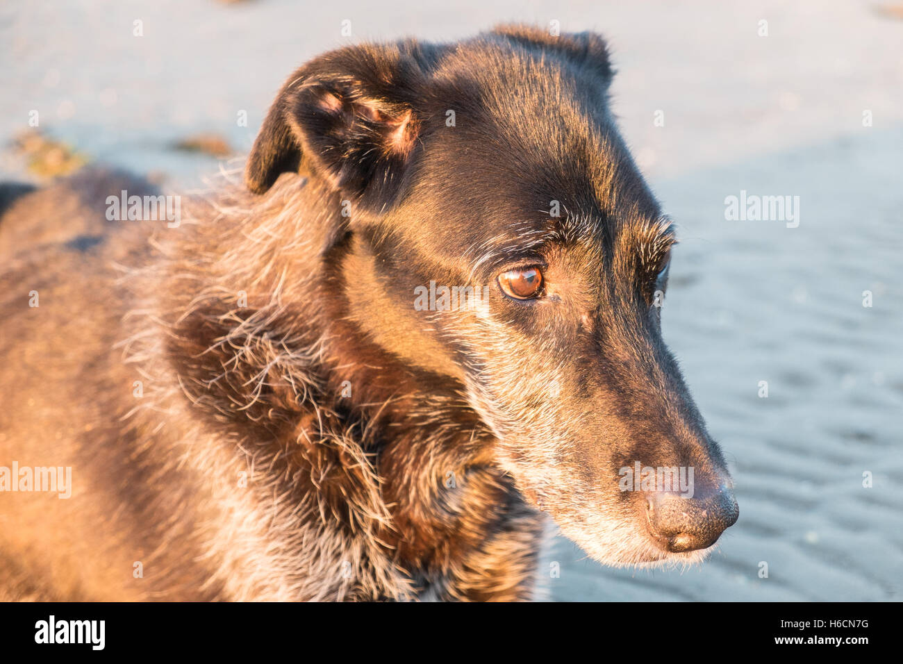 Il mio modello rilasciato nero,maschio,ben,vecchio,13,lurcher cane al tramonto sulla spiaggia di Ferryside su Towy Estuary,Carmarthenshire,West Wales,U.K. Foto Stock