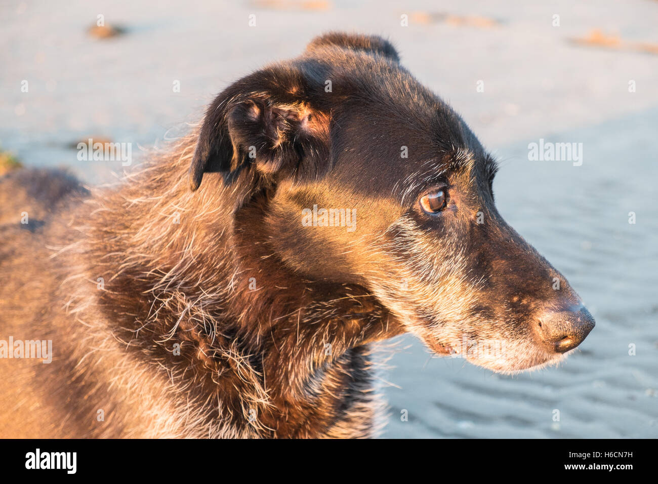 Il mio modello rilasciato nero,maschio,ben,vecchio,13,lurcher cane al tramonto sulla spiaggia di Ferryside su Towy Estuary,Carmarthenshire,West Wales,U.K. Foto Stock