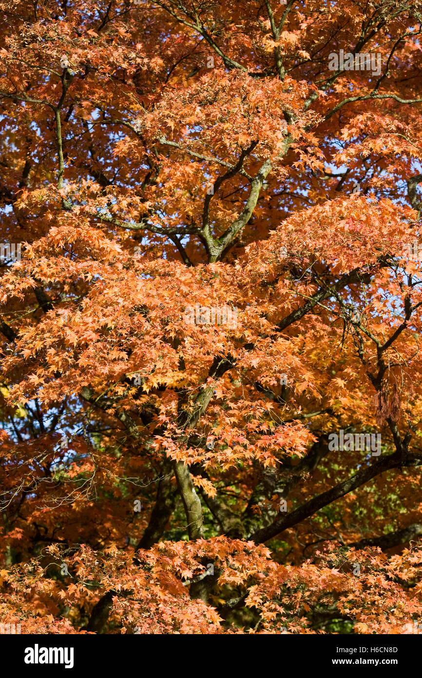 Acer palmatum le foglie in autunno. Foto Stock
