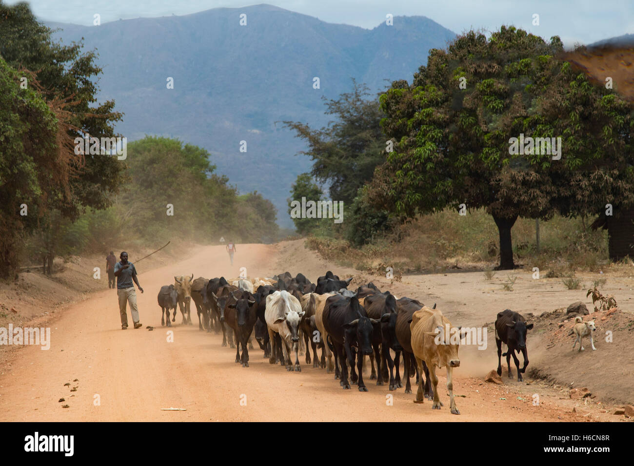 Una mandria di bovini essendo condotta lungo una strada sterrata in Tanzania con la Grande Rift valley scarpata in background Foto Stock