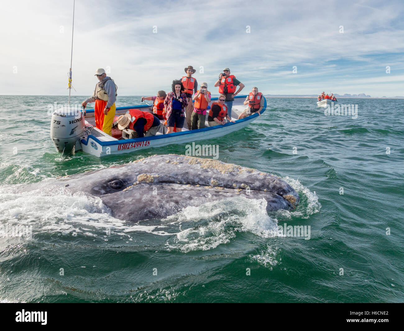 Solo uso editoriale SAN IGNACIO LAGUNA, Baja, Messico XIII Febbraio 2014 Foto Stock