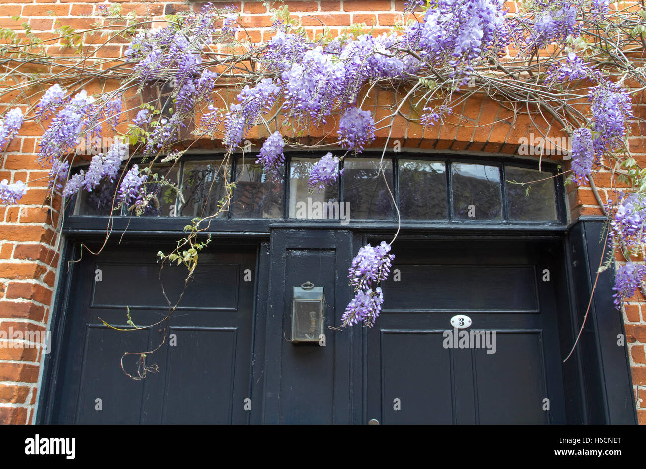 Viola scalatore fiorito intorno al nero delle porte anteriori Foto Stock