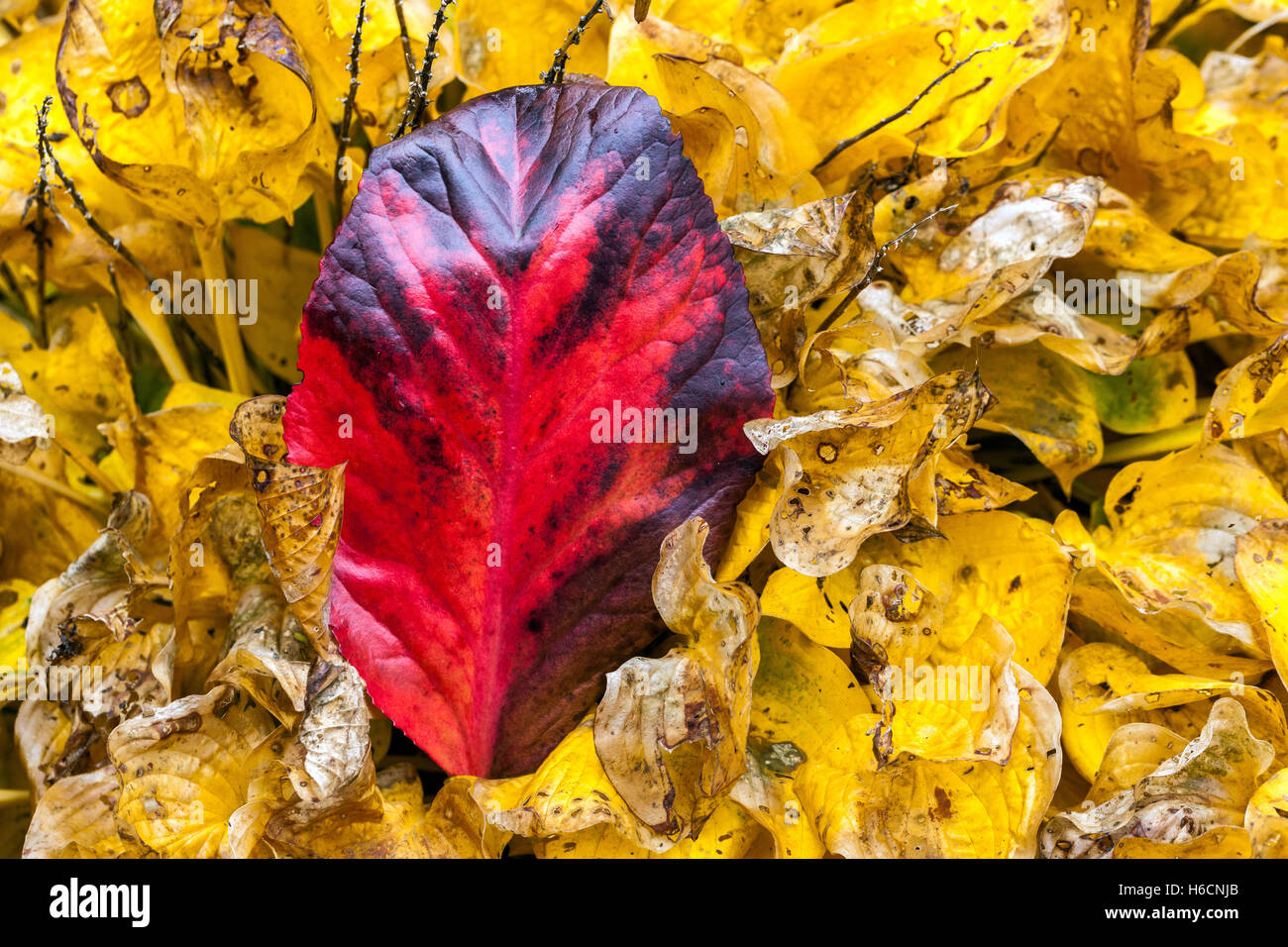 Rosso Bergenia foglia autunnale in giallo Hosta foglie autunnali, colore giallo rosso Foto Stock