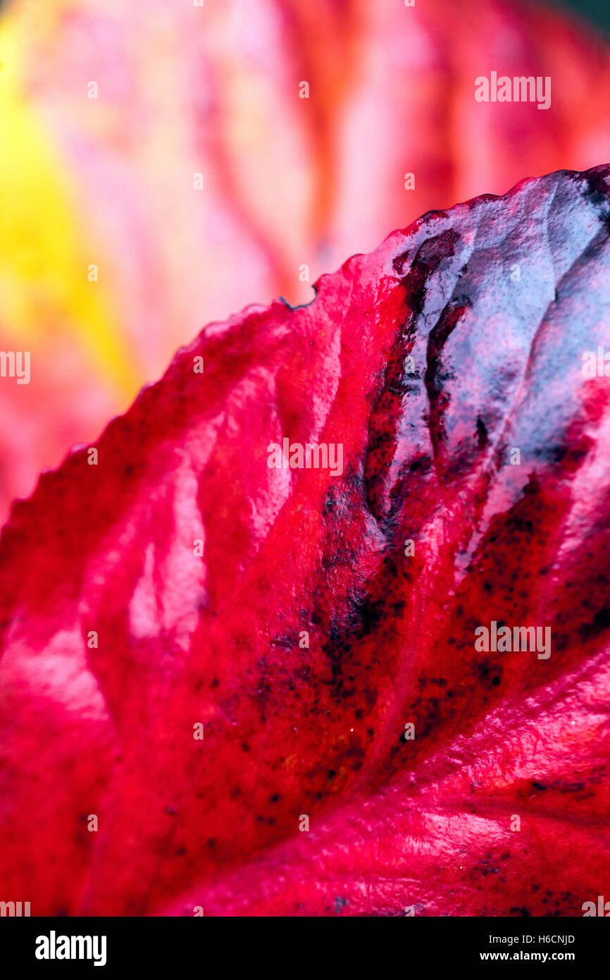 Rosso autunno foglie Bergenia, primo piano, foglia astratta Foto Stock
