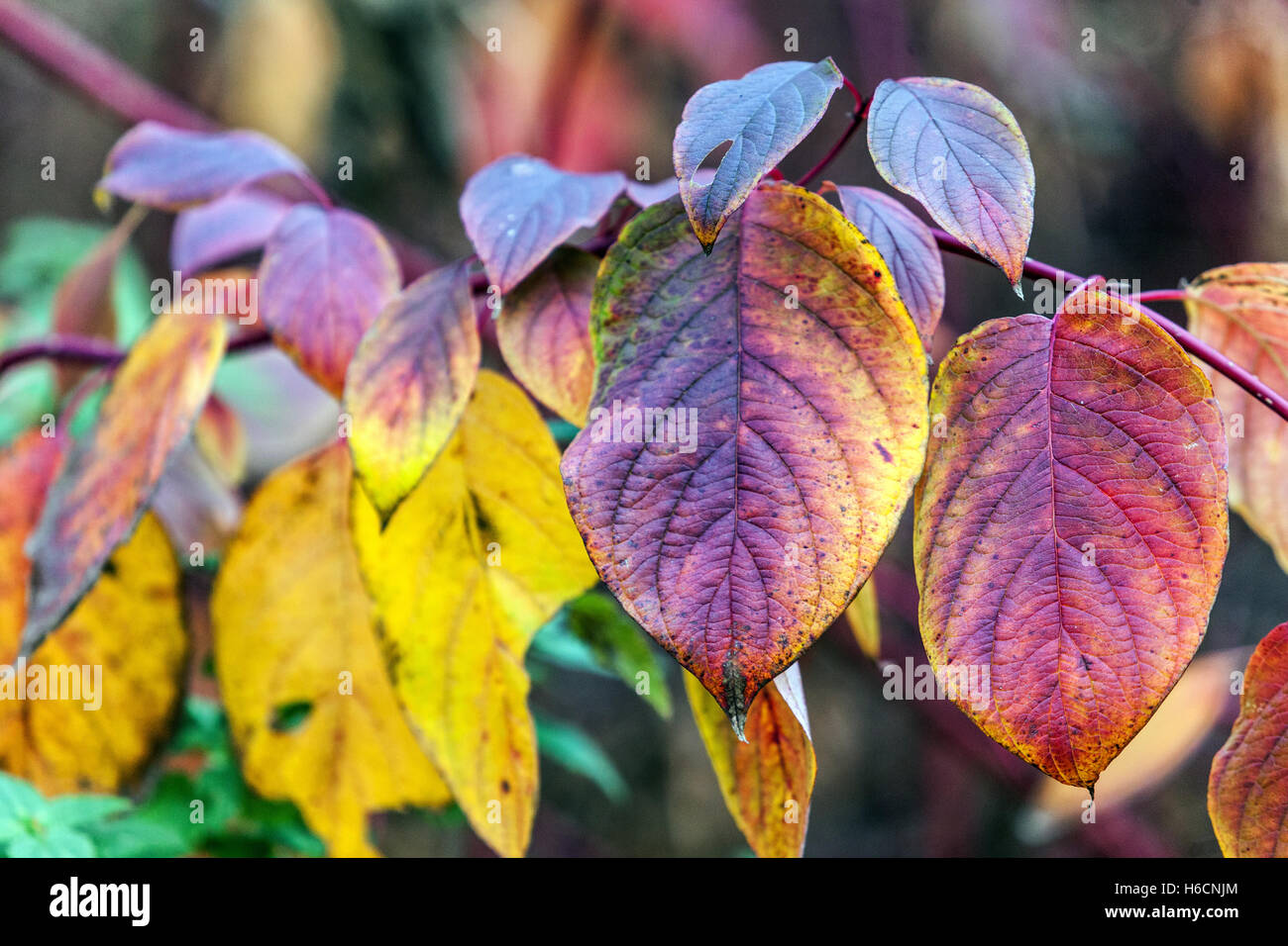 Cornus alba sibirica Dogwood Foto Stock