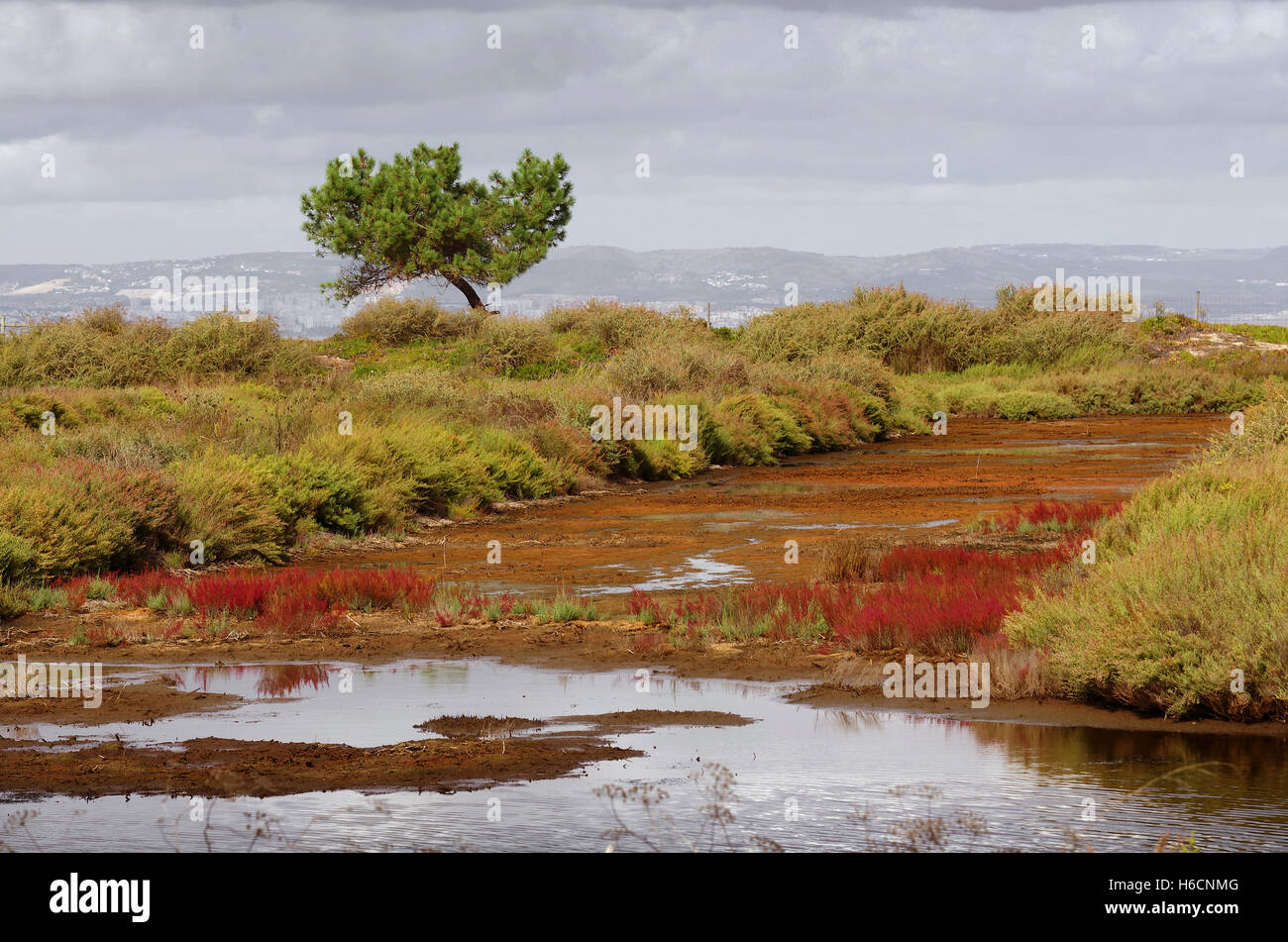 Paesaggio della zona umida paludosa con vegetazione e un singolo albero di pino Foto Stock