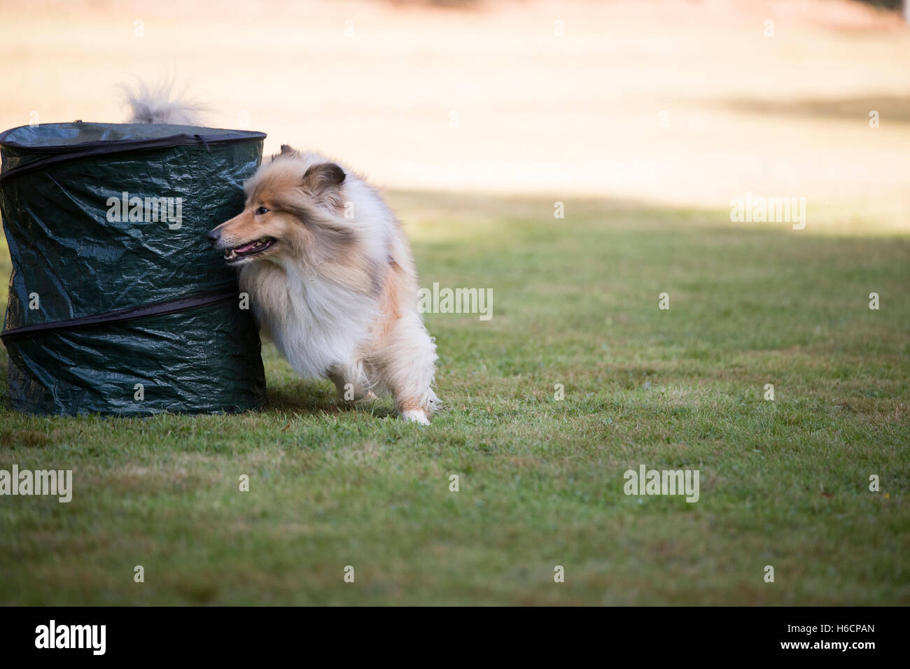 Scottish Collie hoopers formazione Foto Stock