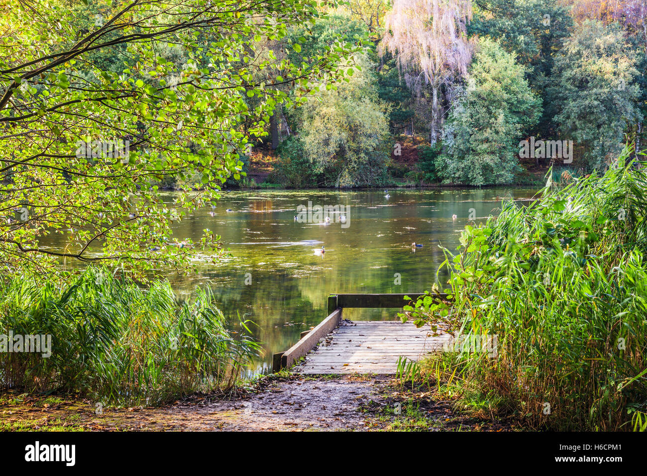 Stagni Cannop nella Foresta di Dean, nel Gloucestershire. Foto Stock