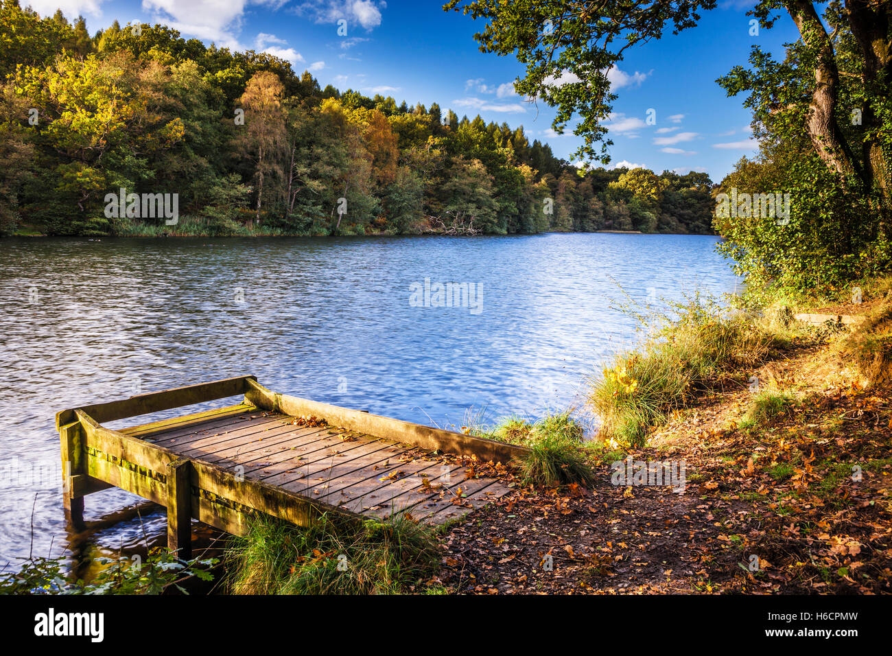 Stagni Cannop nella Foresta di Dean, nel Gloucestershire. Foto Stock