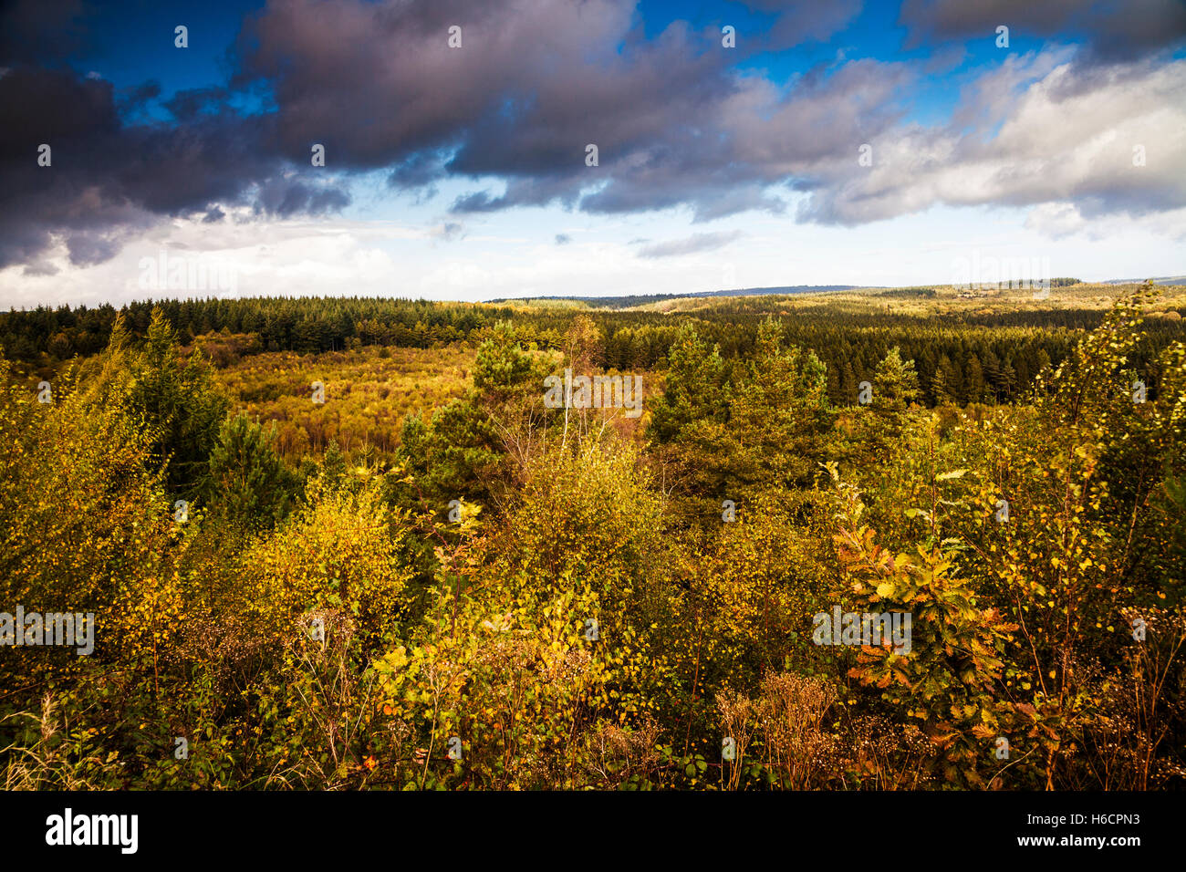 In autunno la Foresta di Dean, Gloucestershire dalla nuova vista di fantasia. Foto Stock