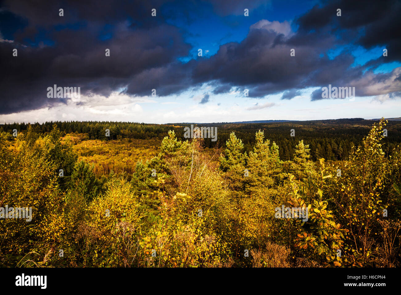 In autunno la Foresta di Dean, Gloucestershire dalla nuova vista di fantasia. Foto Stock