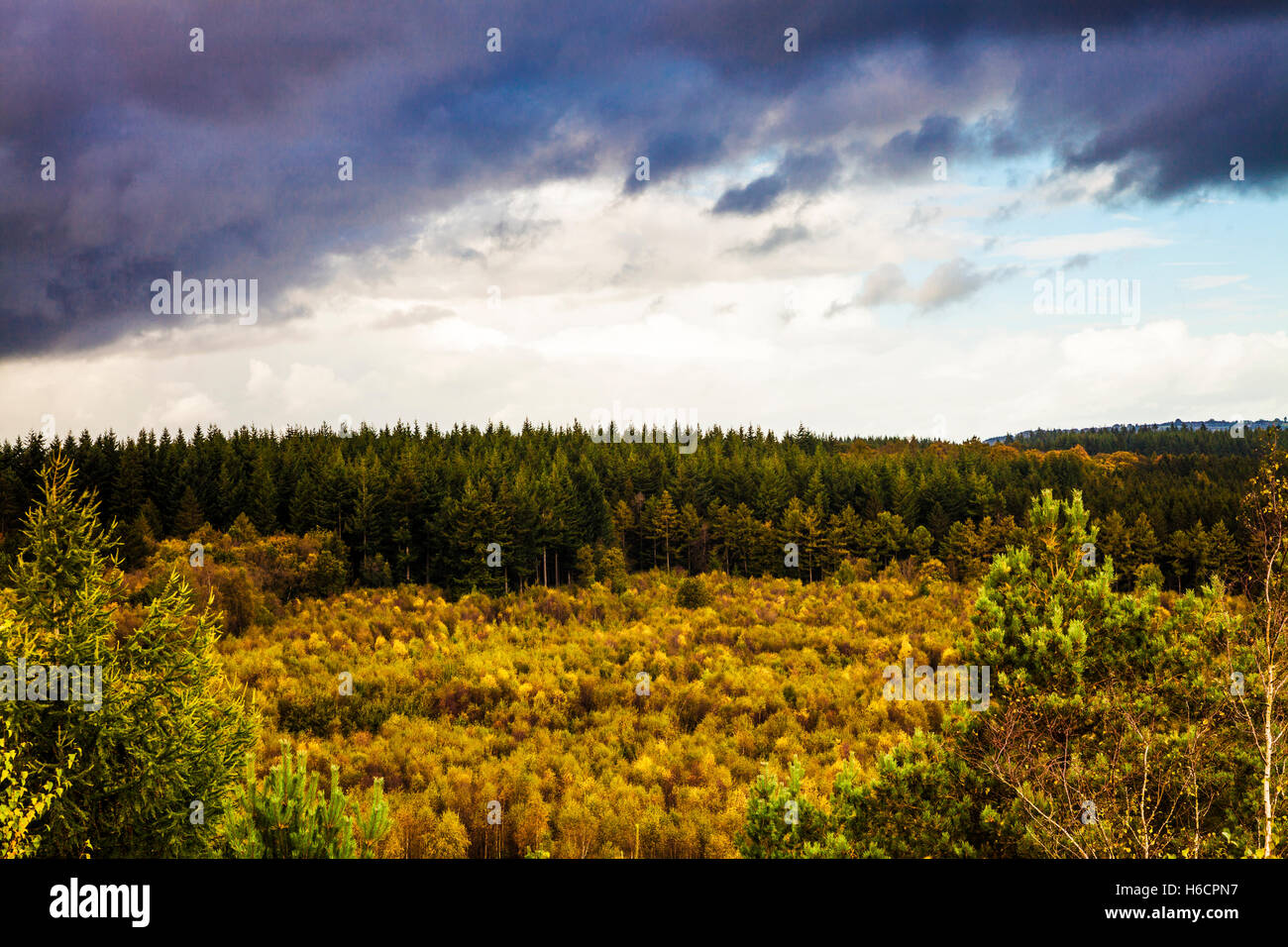 In autunno la Foresta di Dean, Gloucestershire dalla nuova vista di fantasia. Foto Stock