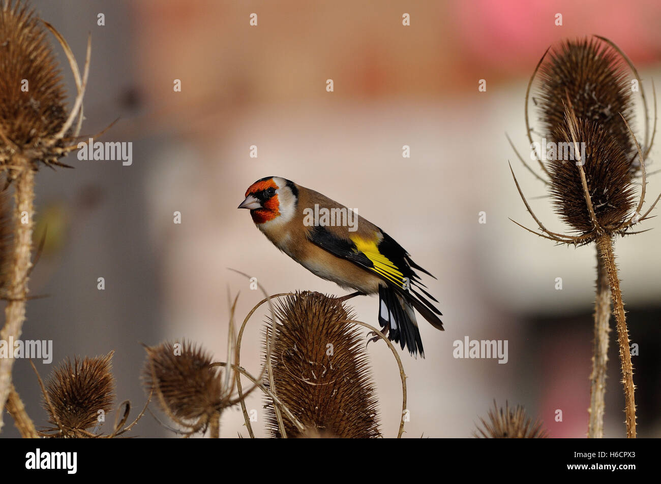Cardellino Carduelis Carduelis REGNO UNITO Foto Stock