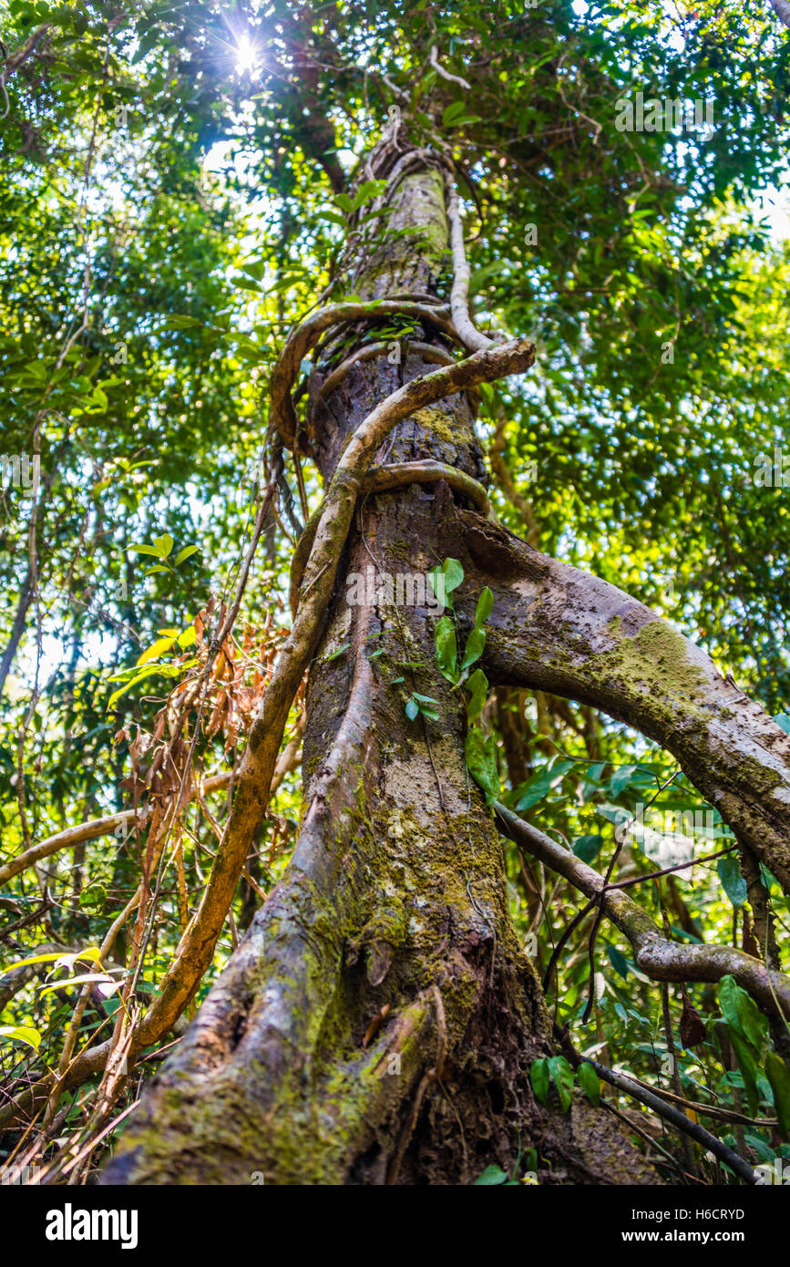 Albero con radici aeree e vitigni nella giungla, foresta pluviale su Koh Rong Sanloem isola, Krong Preah Sihanouk, Sihanoukville, Cambogia Foto Stock