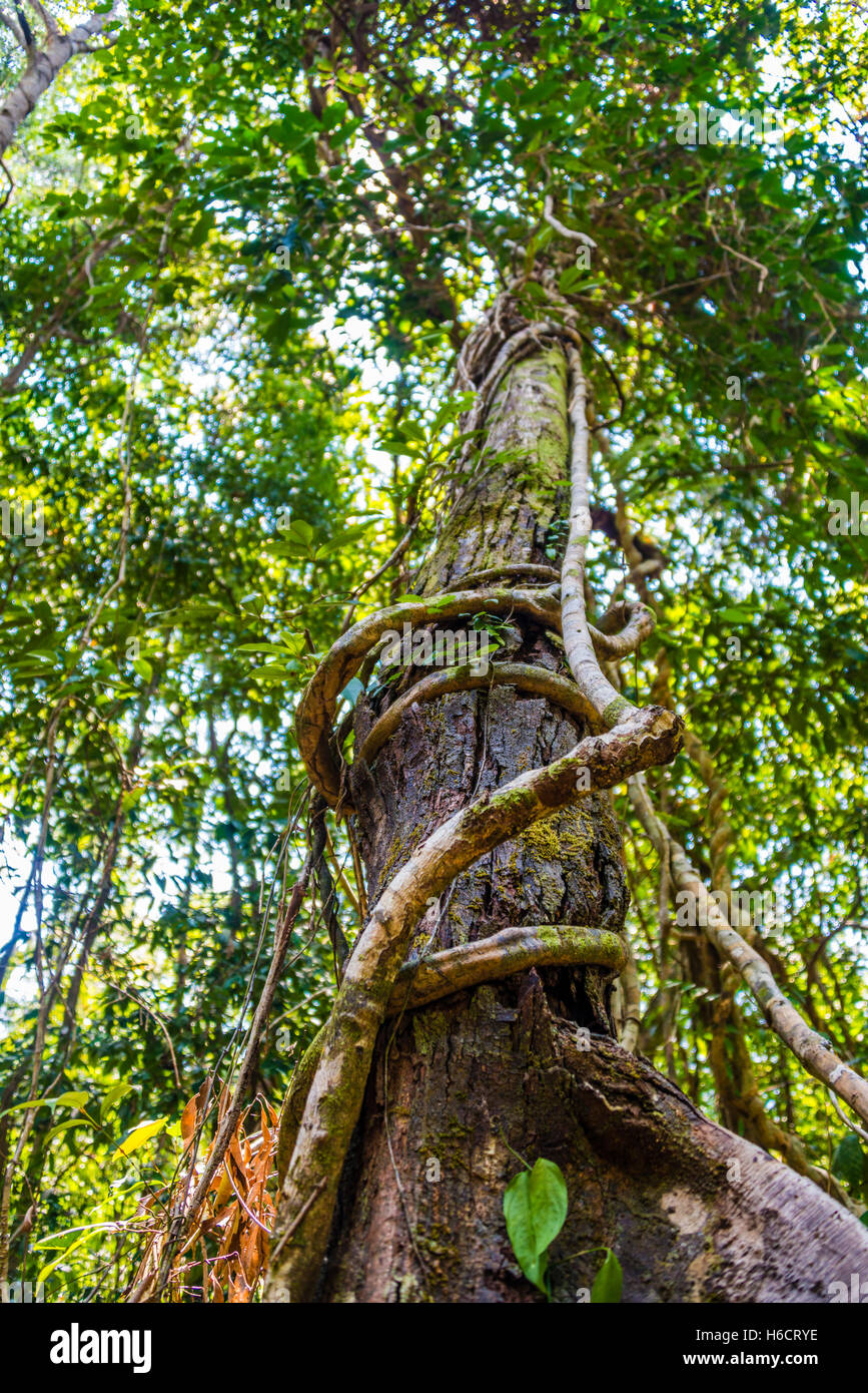 Albero con radici aeree e vitigni nella giungla, foresta pluviale su Koh Rong Sanloem isola, Krong Preah Sihanouk, Sihanoukville, Cambogia Foto Stock