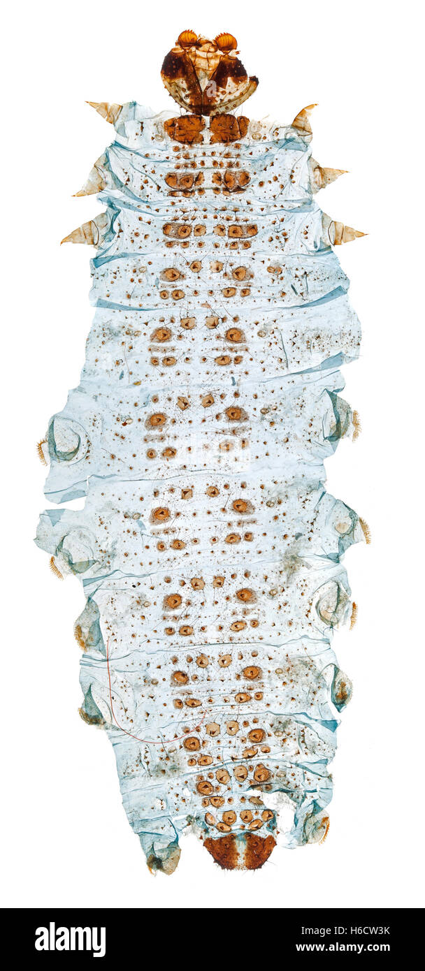 Campo chiaro fotomicrografia di Sarcococca sp. (Giardino di farfalle bianco) caterpillar montaggio a scorrimento. Foto Stock