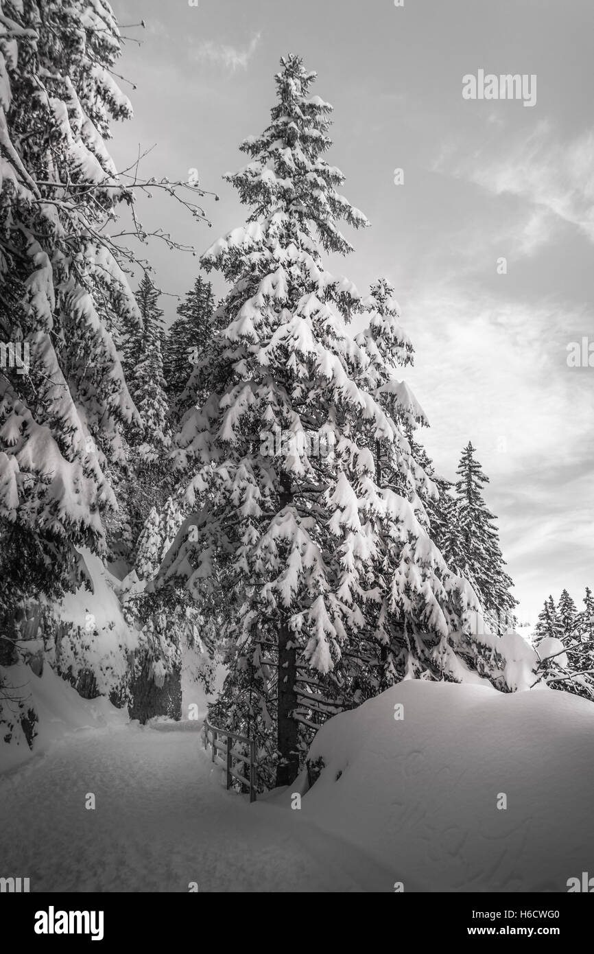 Coperta di neve Abete nel bosco durante la stagione invernale Foto Stock